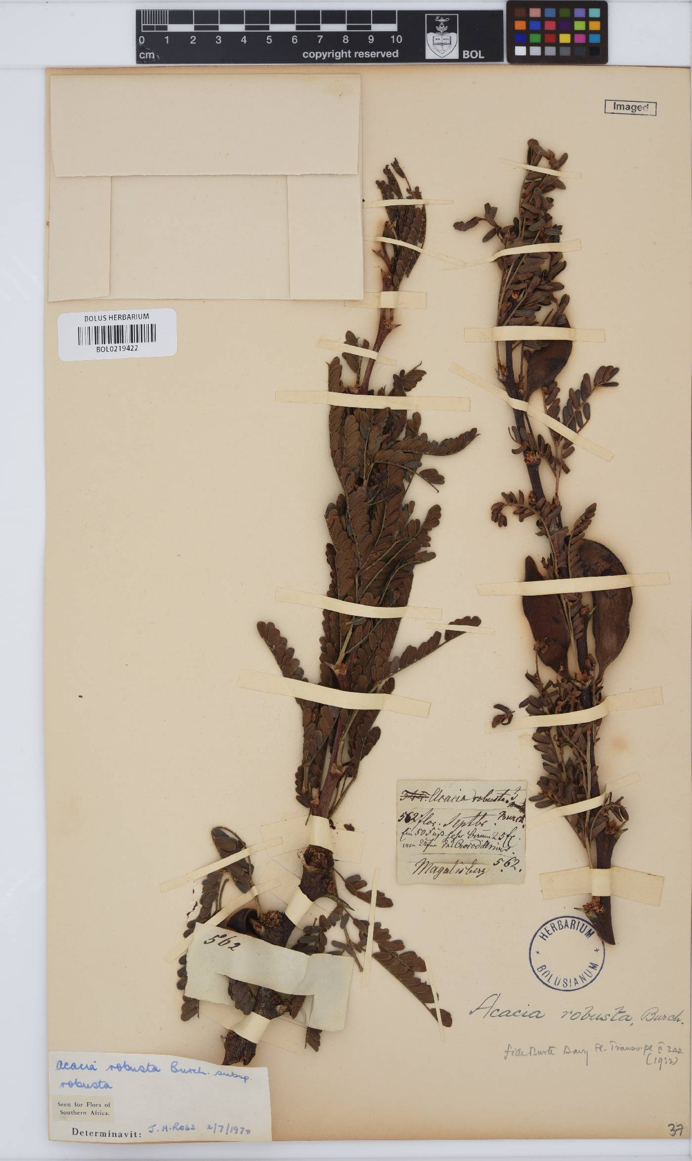Vachellia robusta image