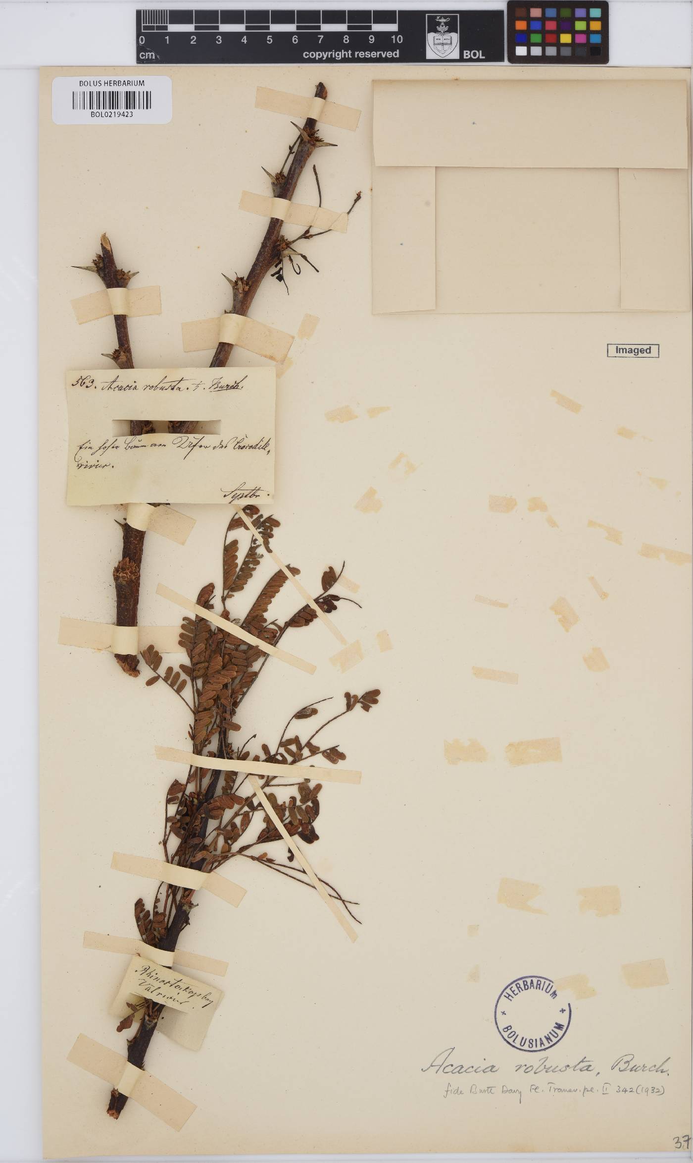 Vachellia robusta image