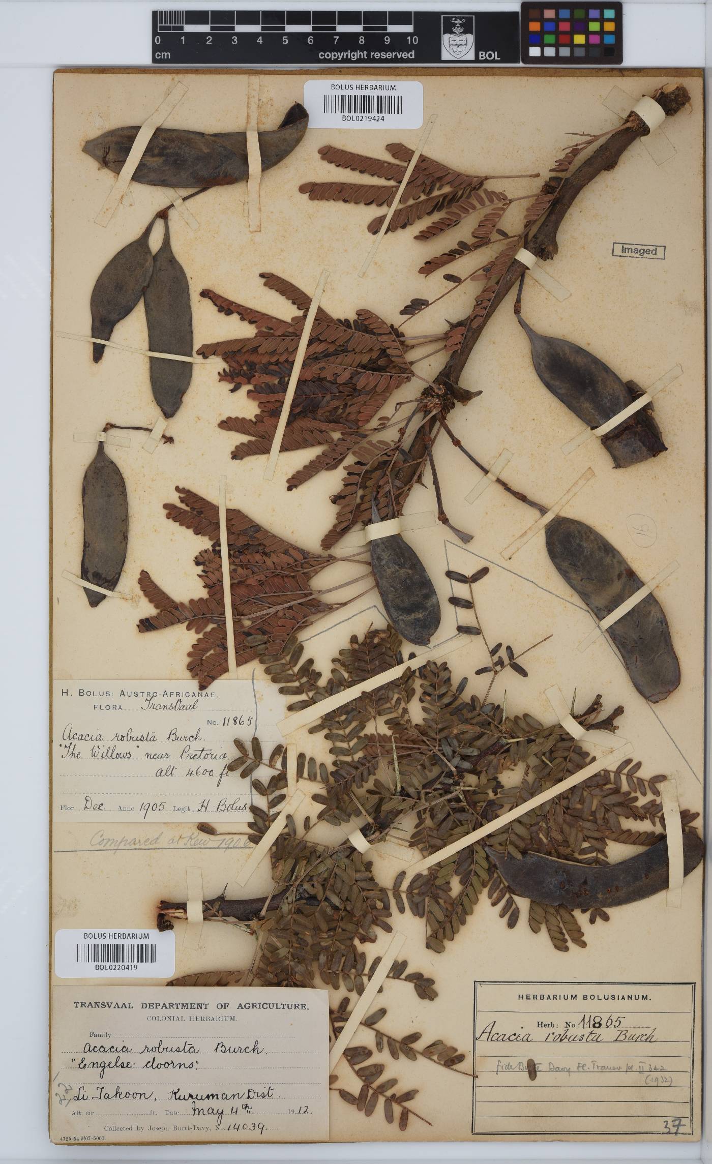 Vachellia robusta image