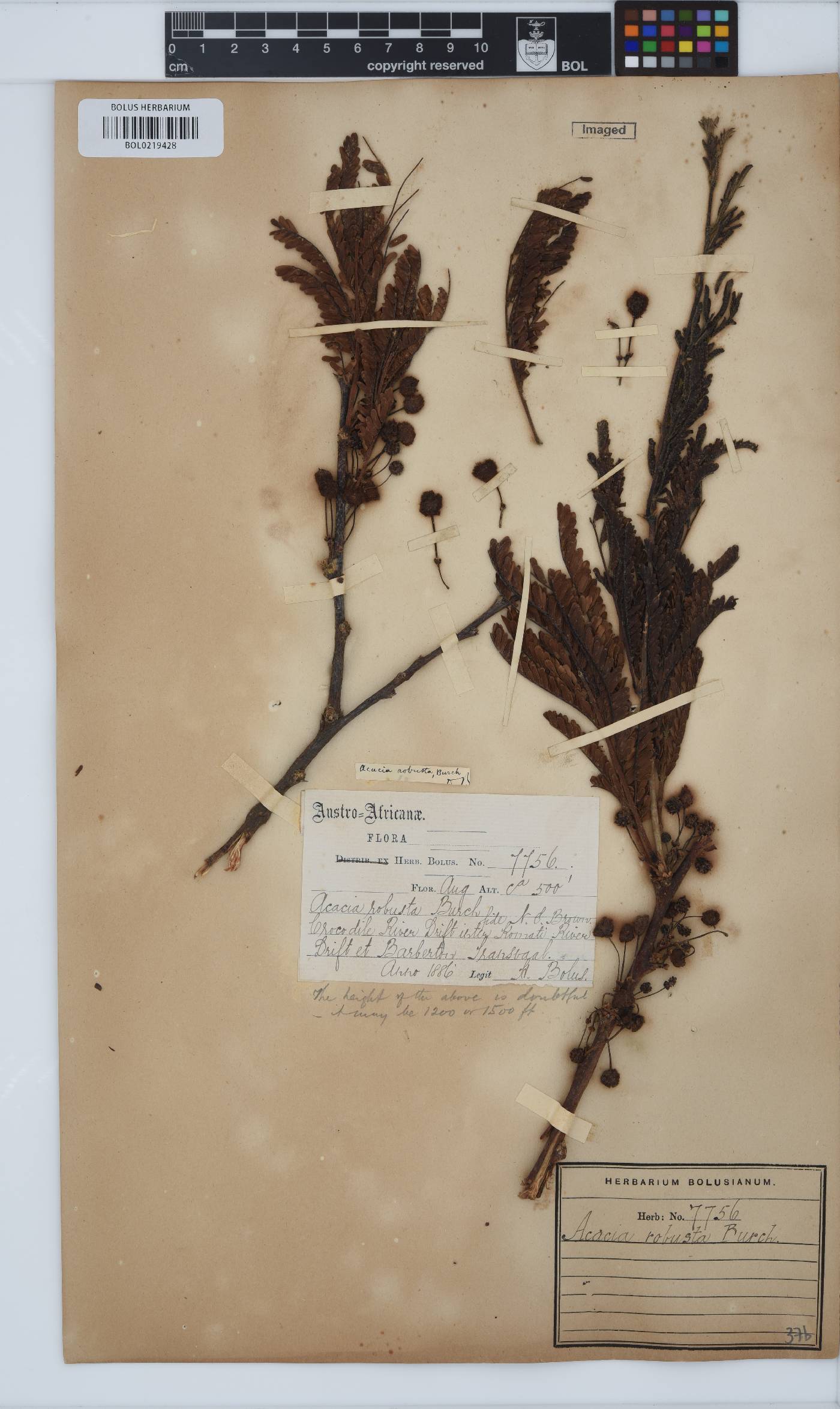 Vachellia robusta image