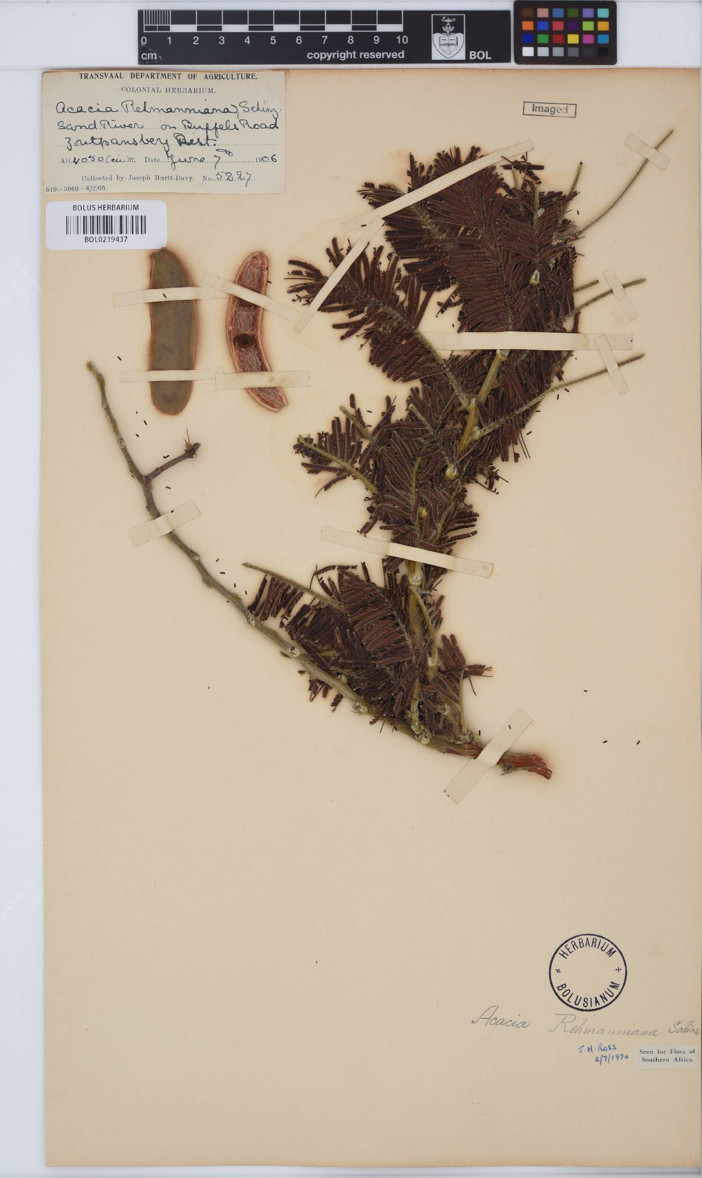 Vachellia rehmanniana image