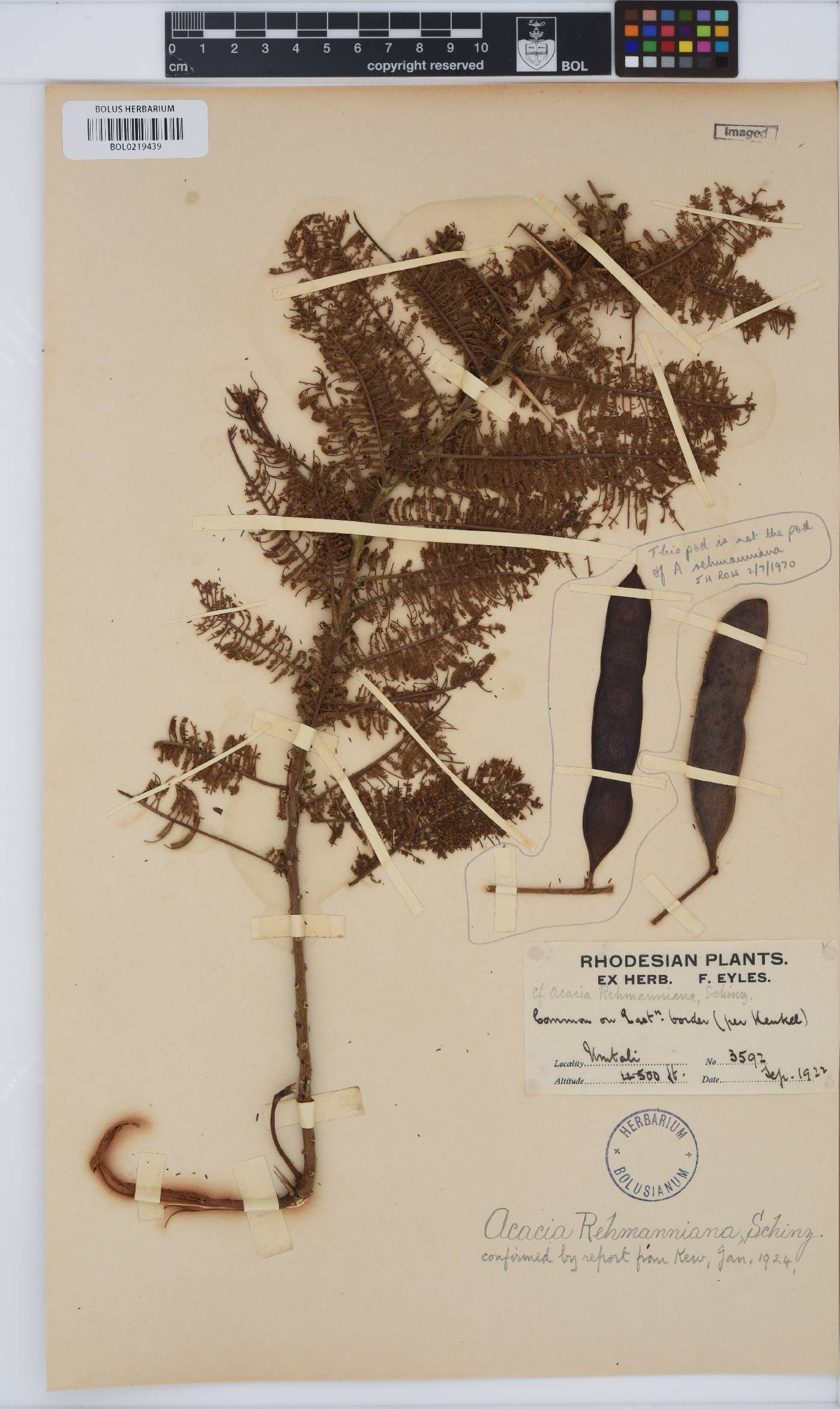 Vachellia rehmanniana image