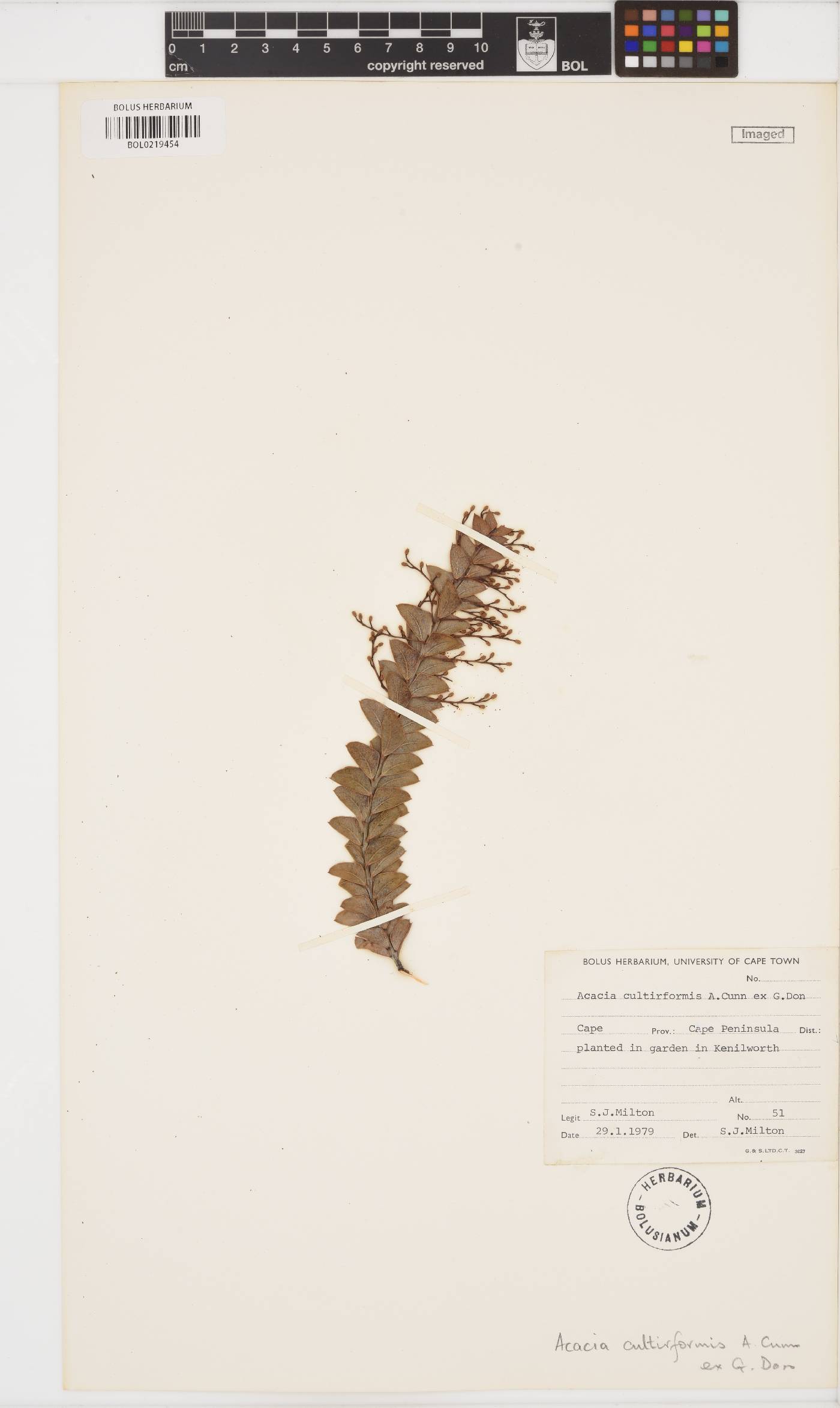 Acacia cultriformis image