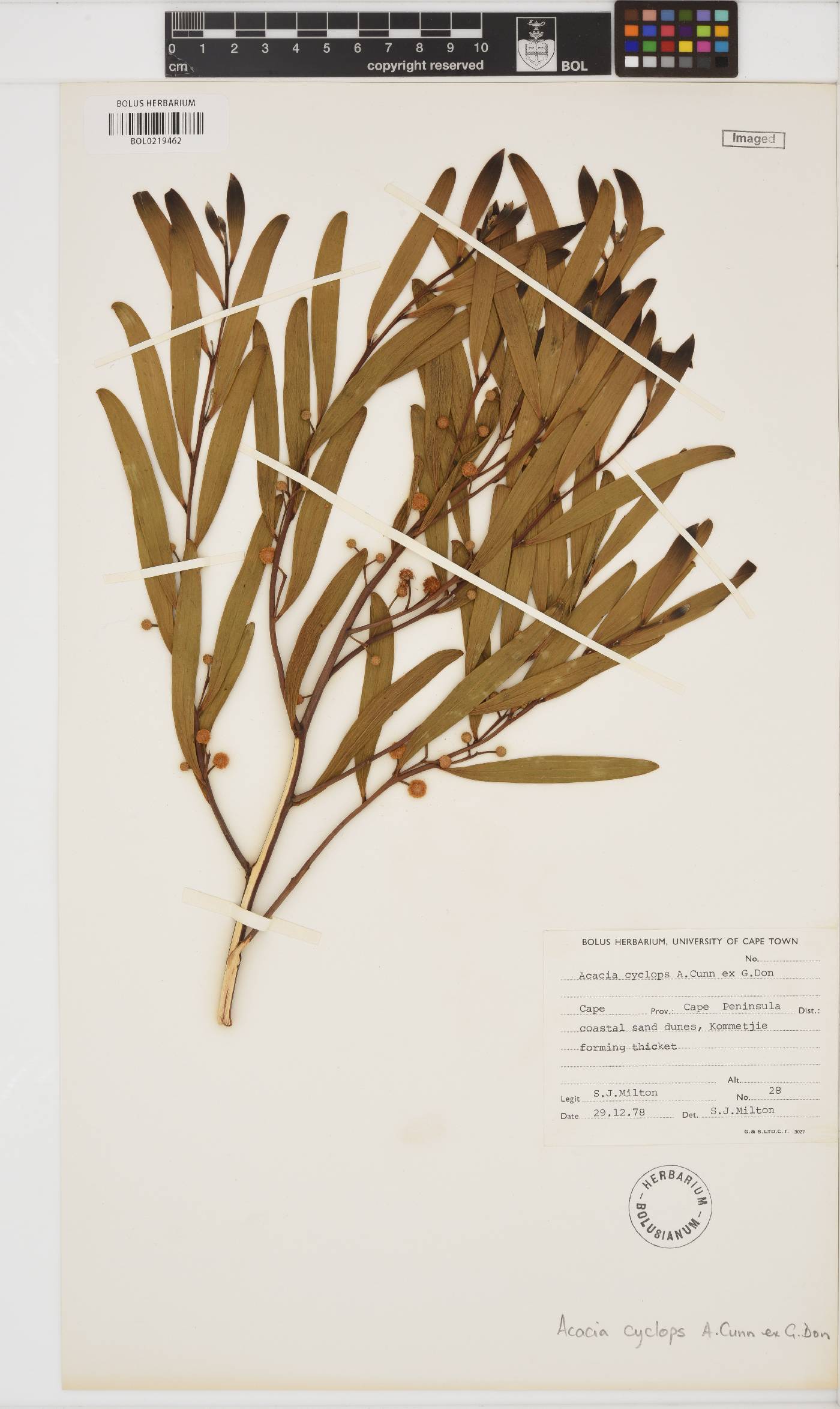 Acacia cyclops image
