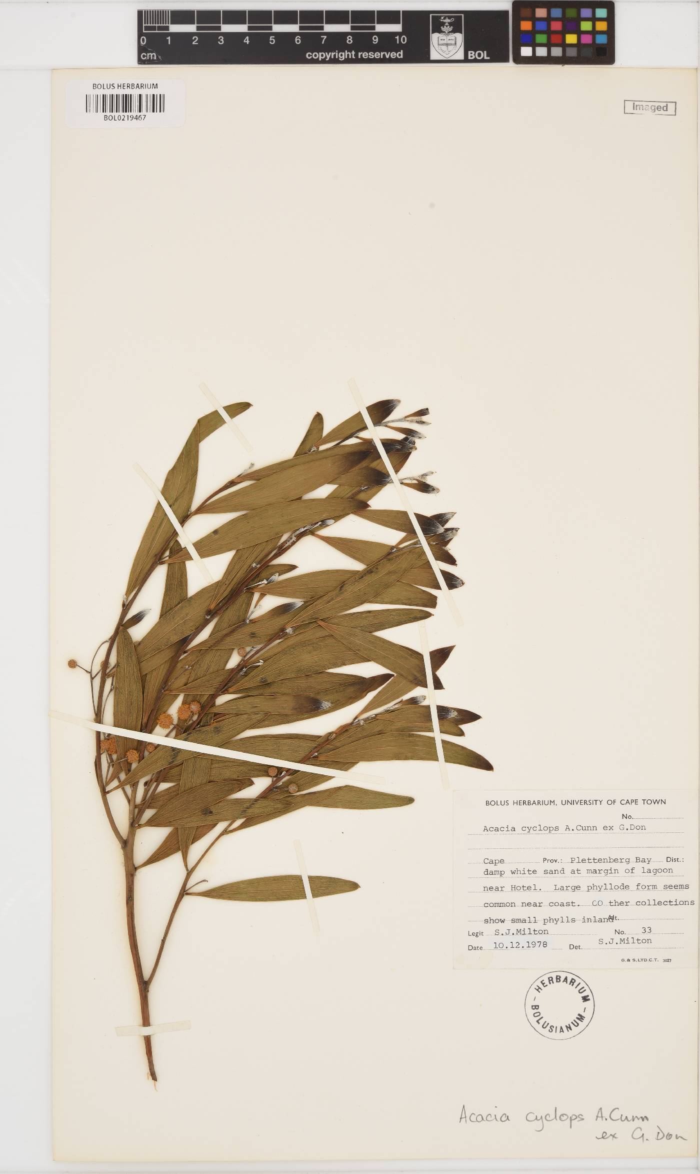 Acacia cyclops image