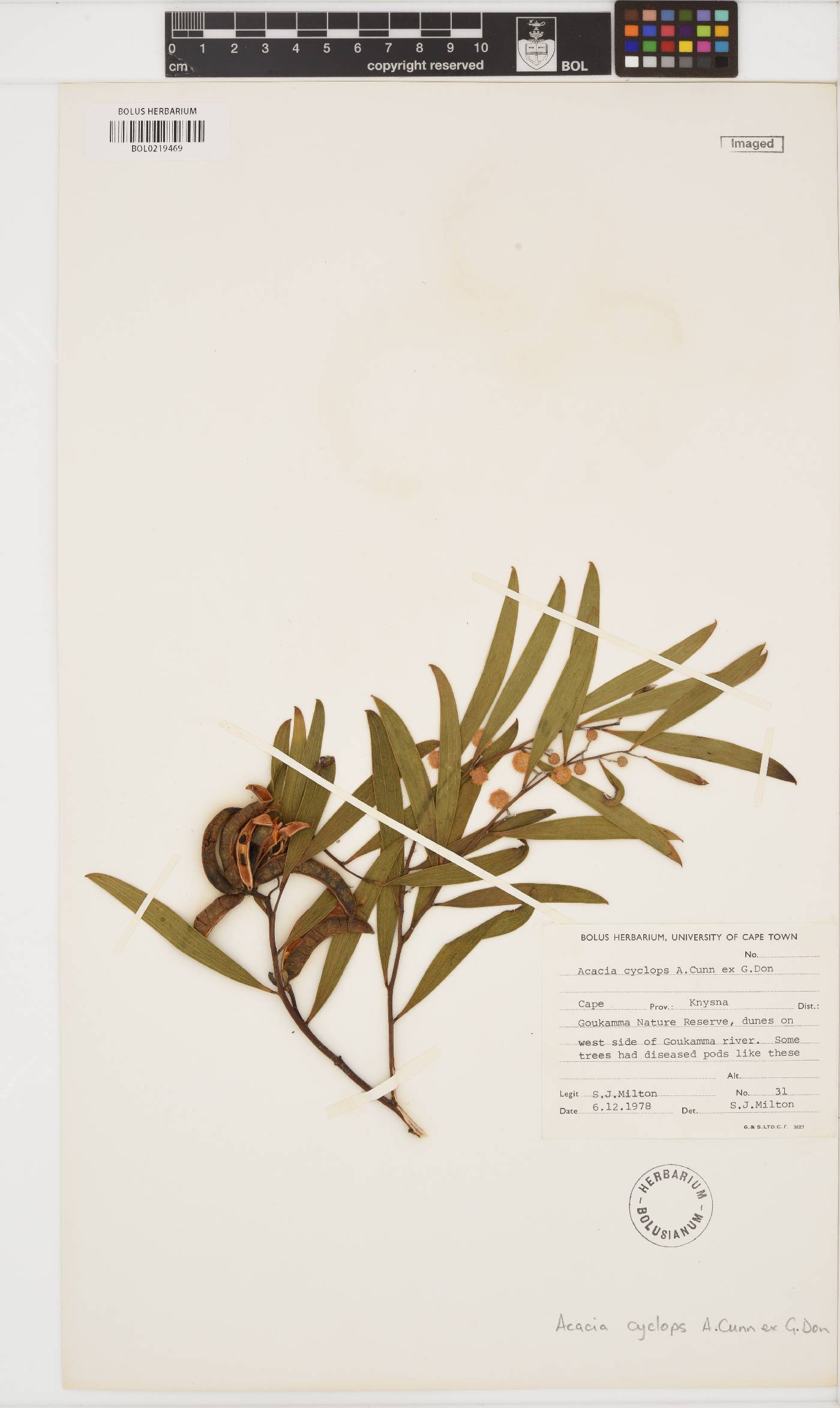Acacia cyclops image