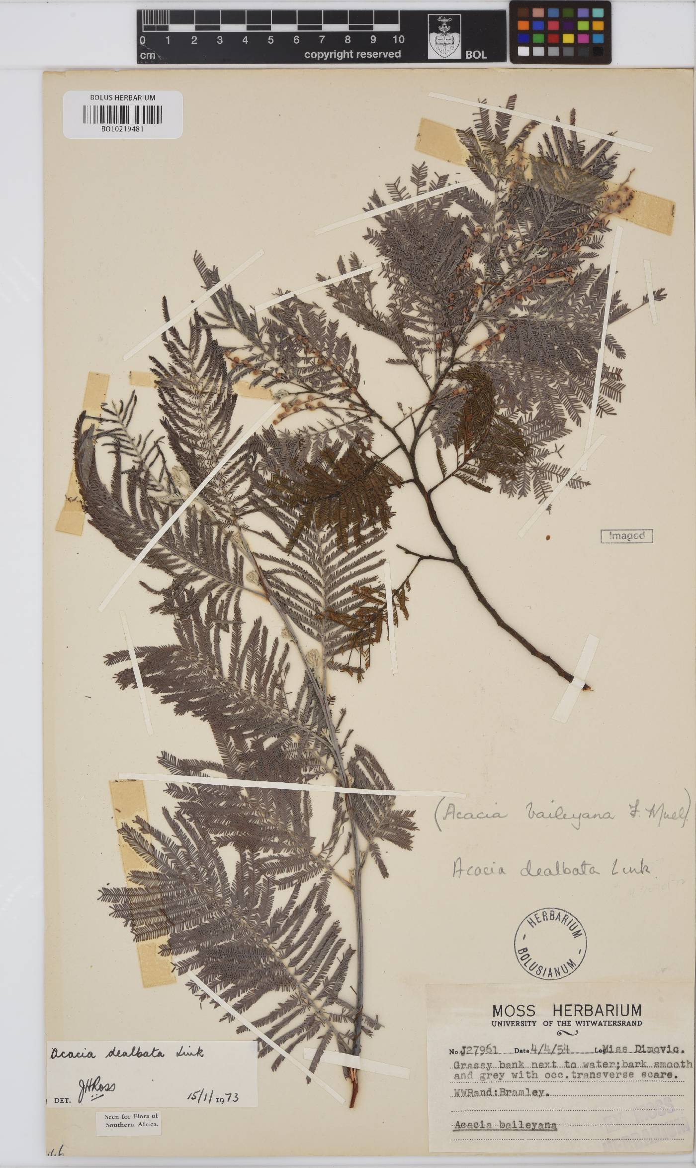 Acacia dealbata image