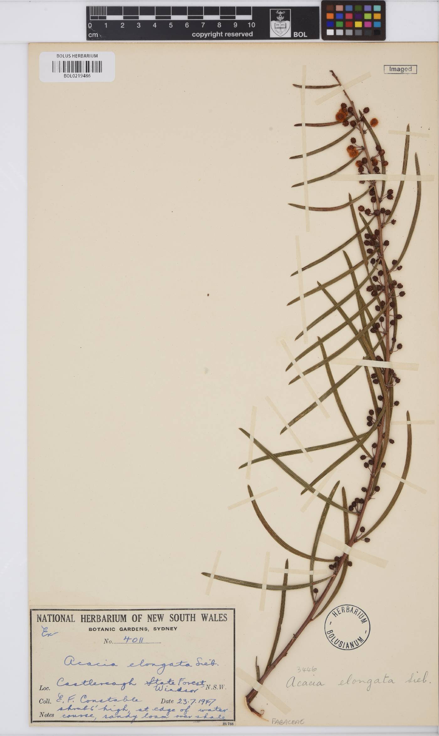 Acacia elongata image