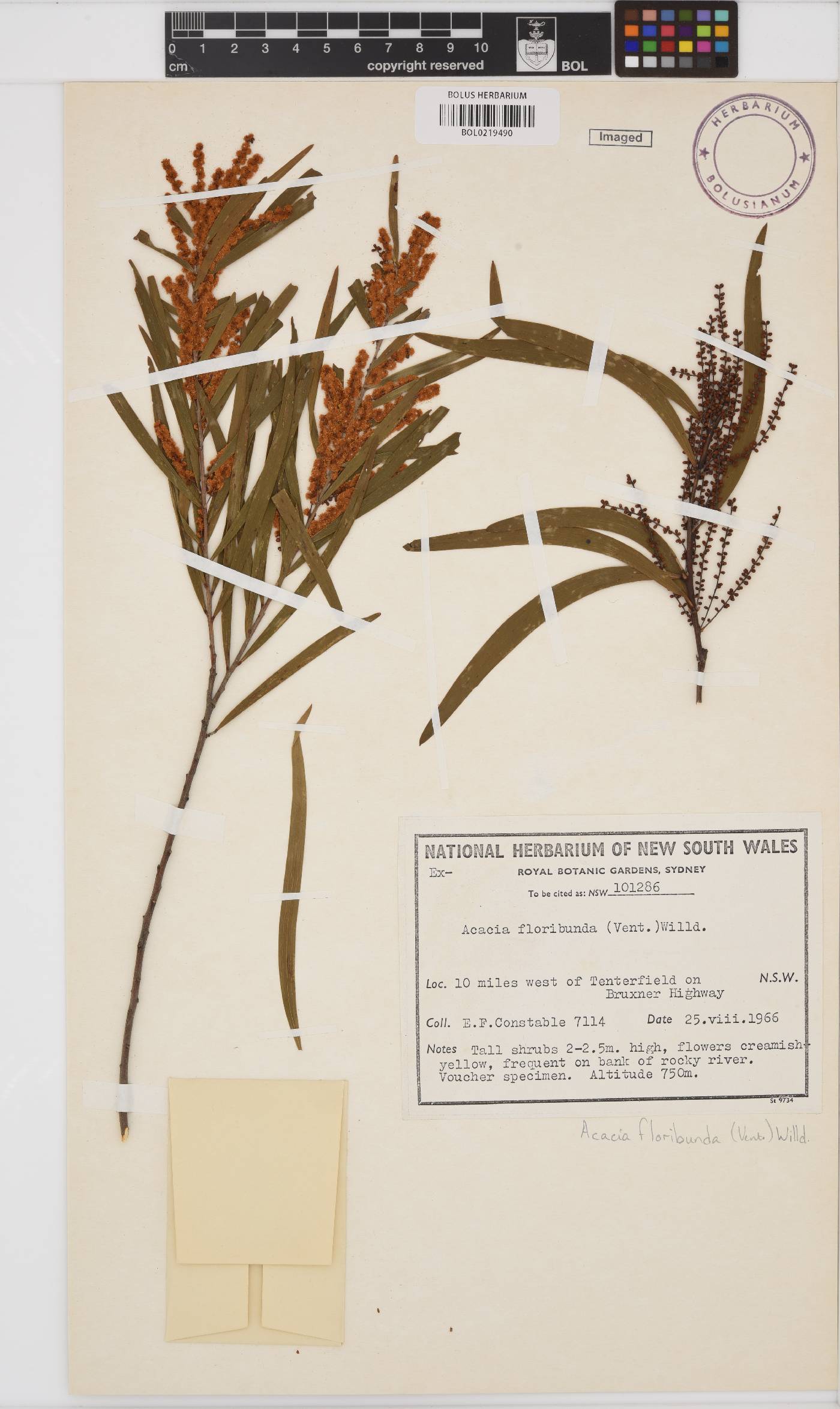 Acacia floribunda image