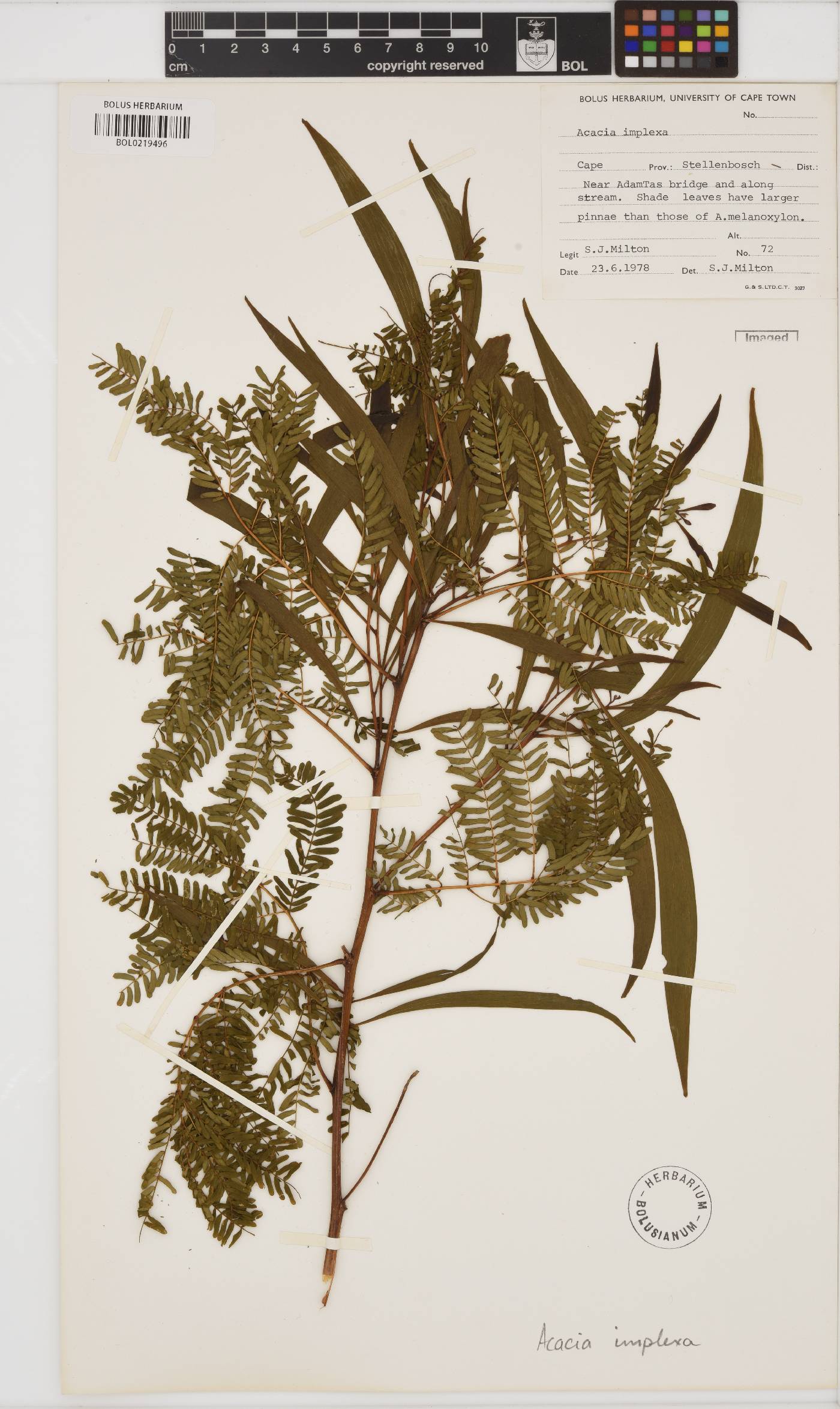 Acacia implexa image