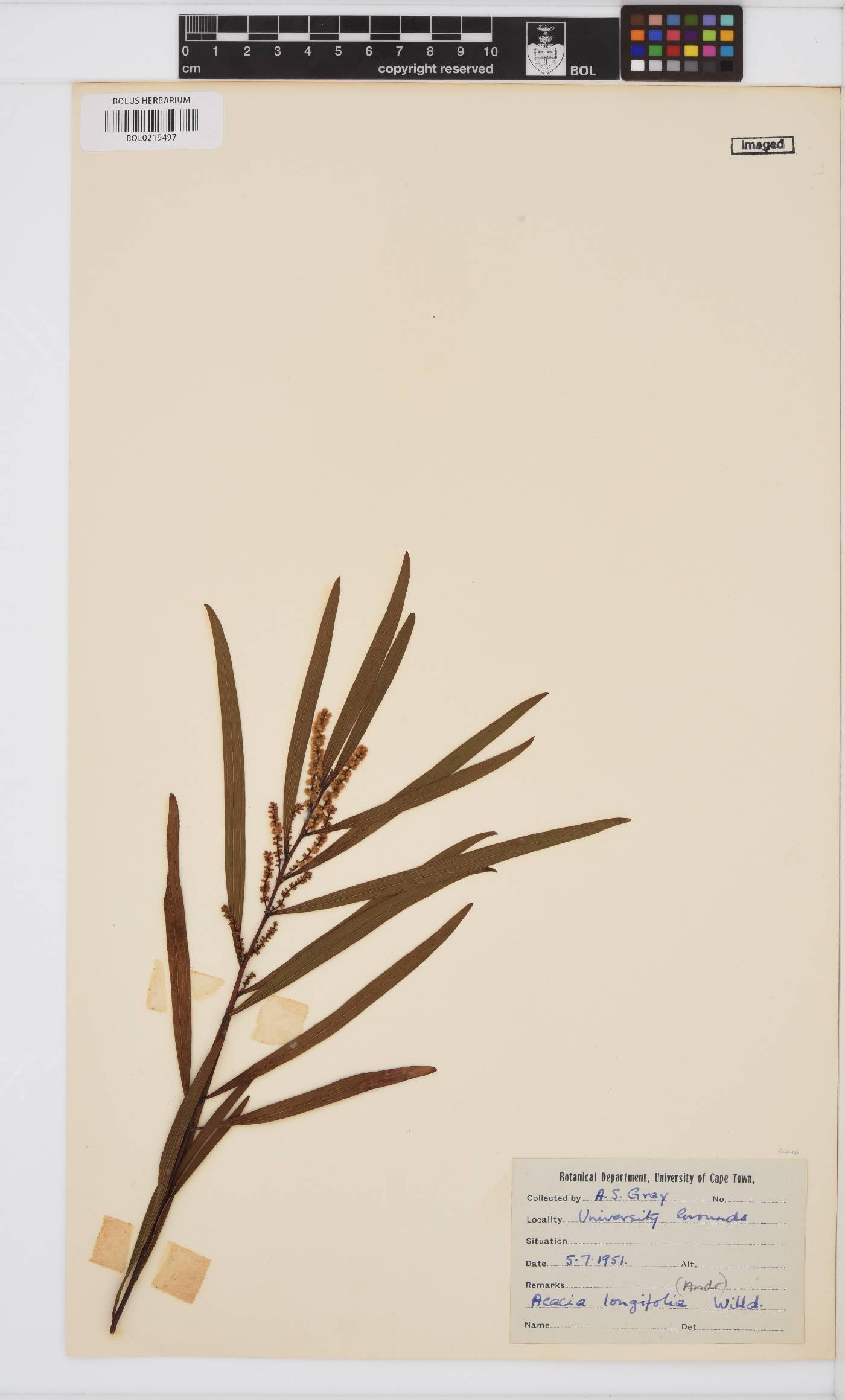 Acacia longifolia image