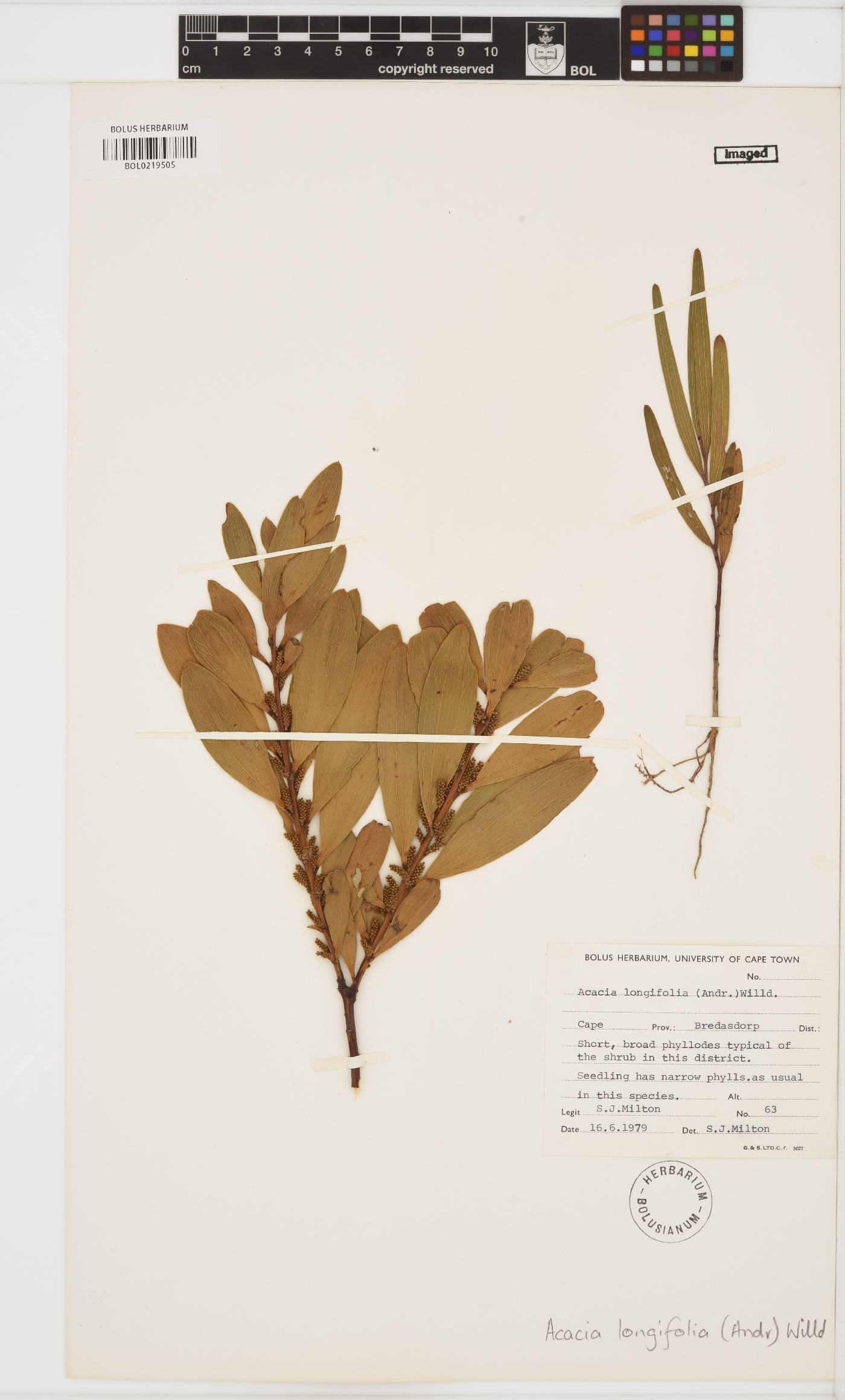 Acacia longifolia image