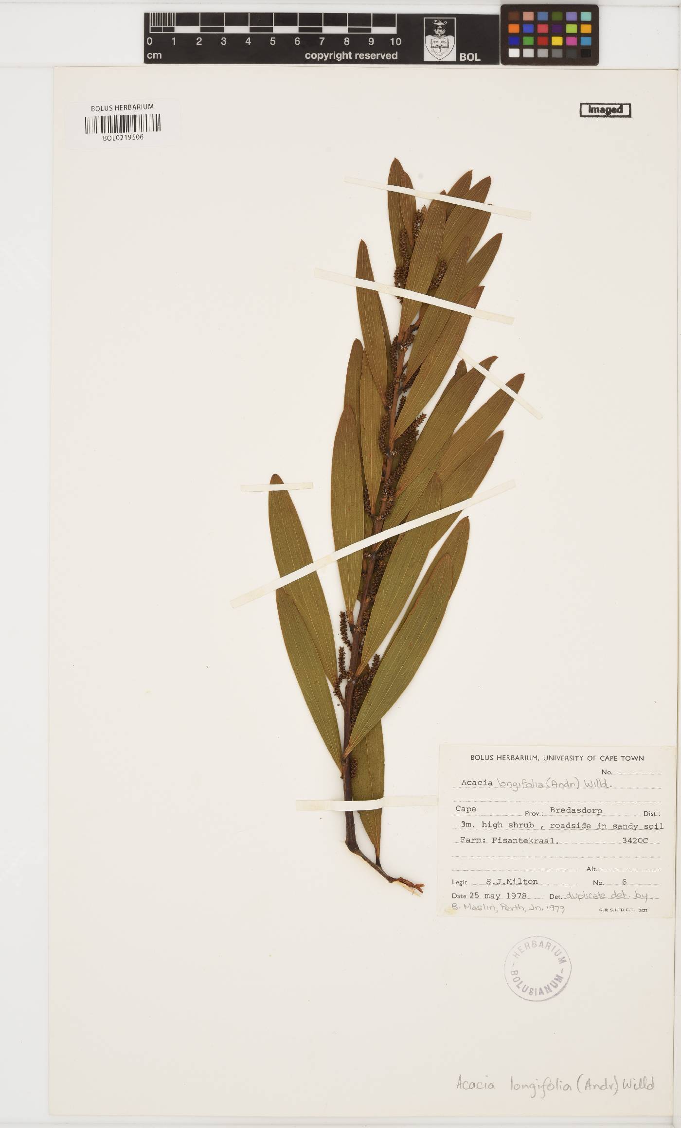 Acacia longifolia image