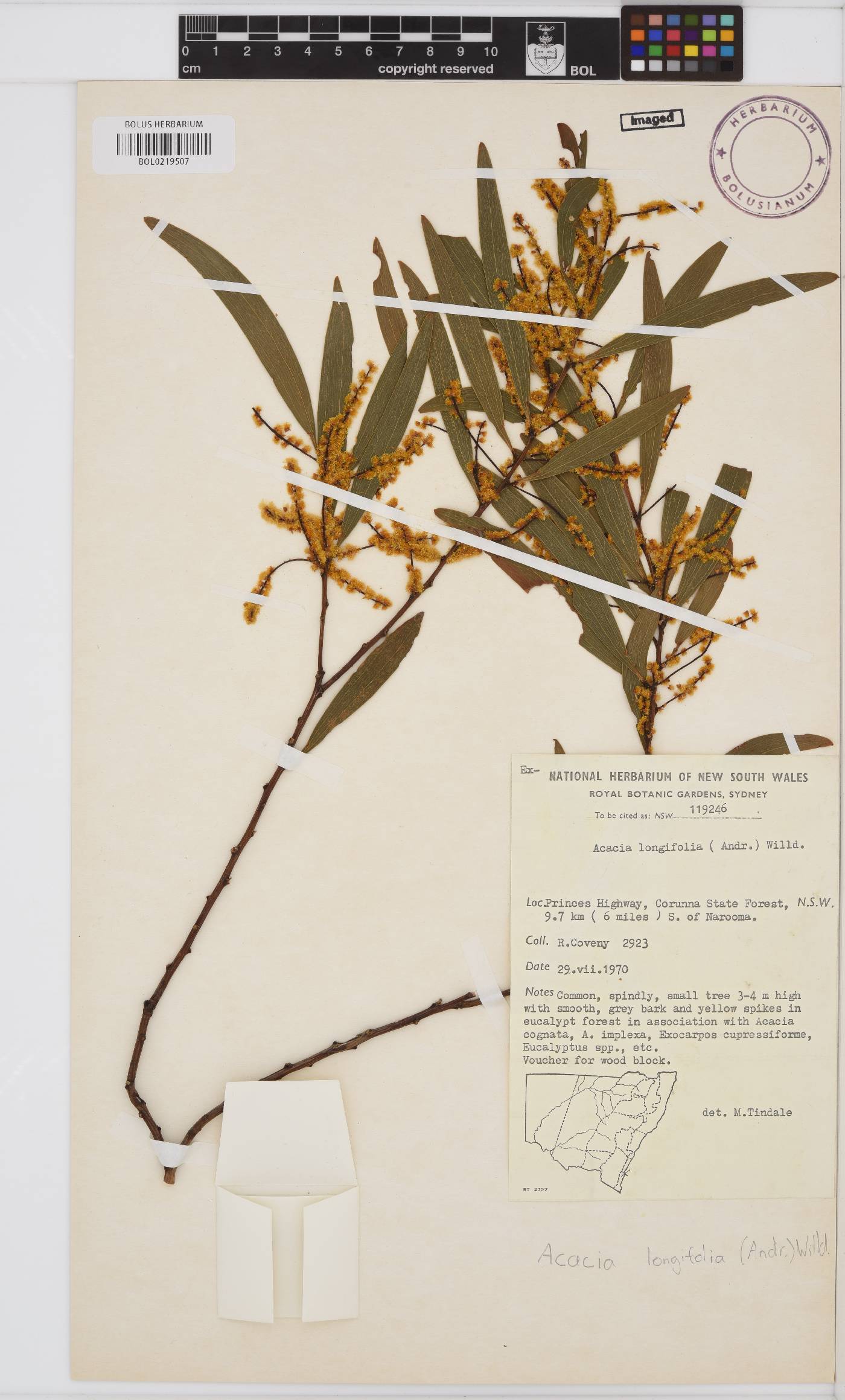 Acacia longifolia image