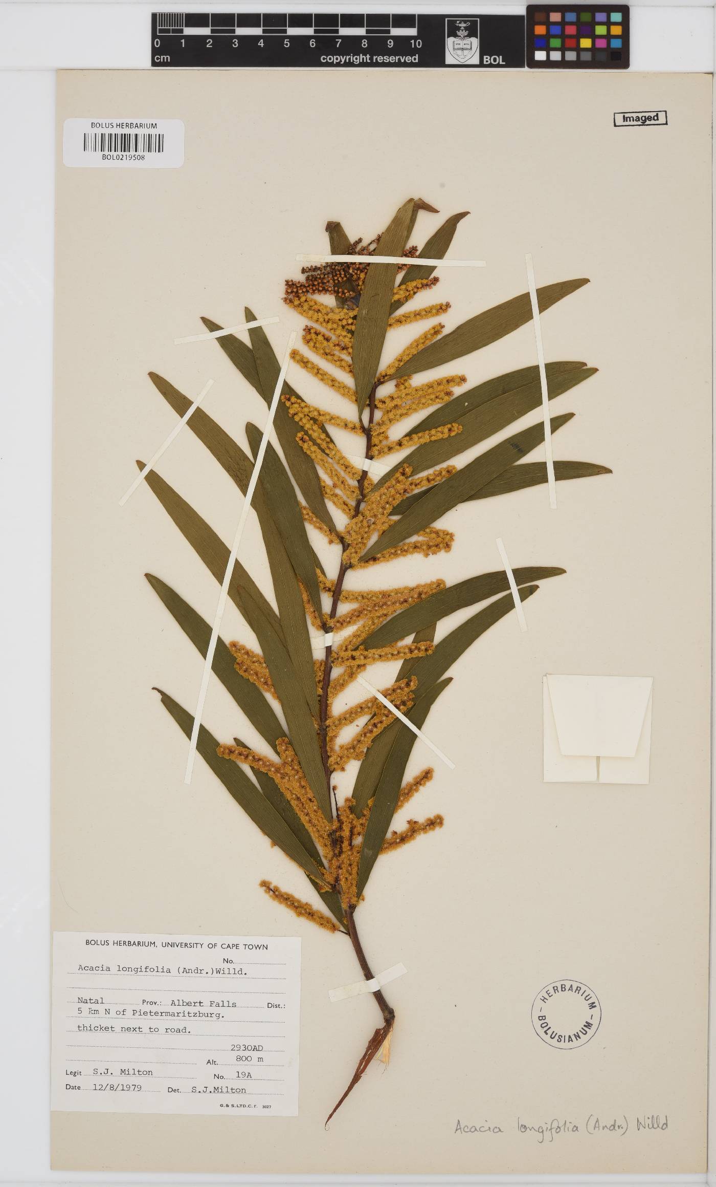 Acacia longifolia image
