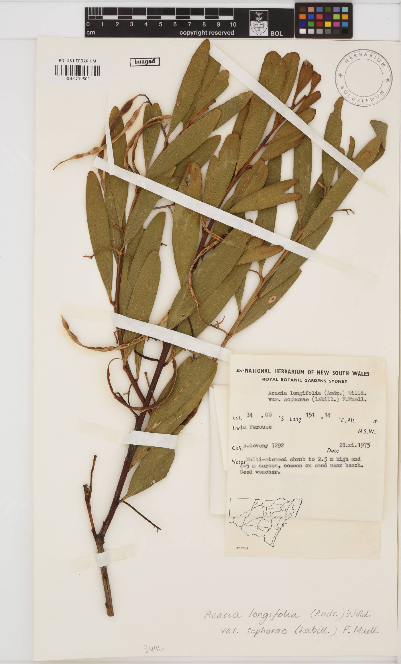 Acacia sophorae image