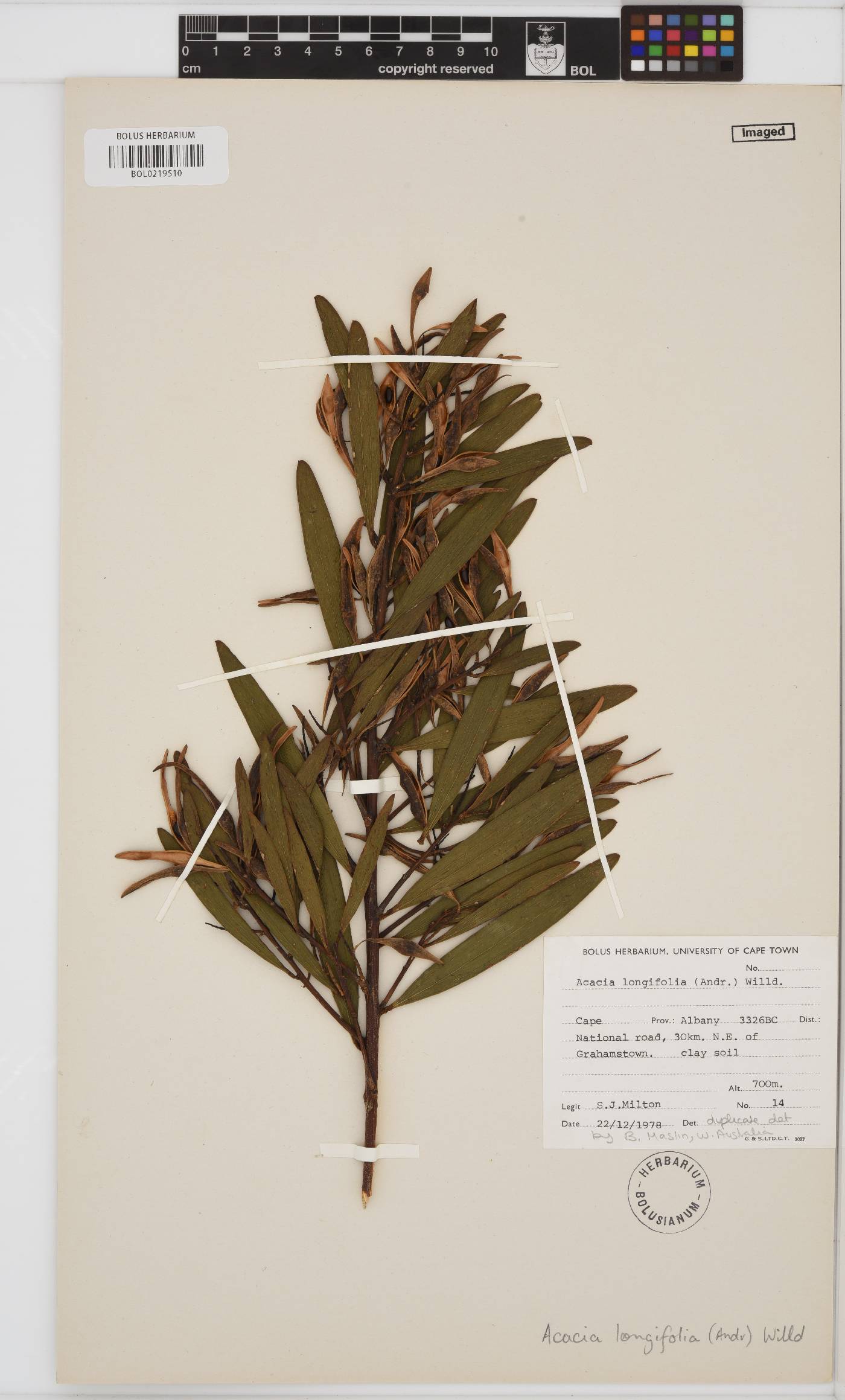 Acacia longifolia image