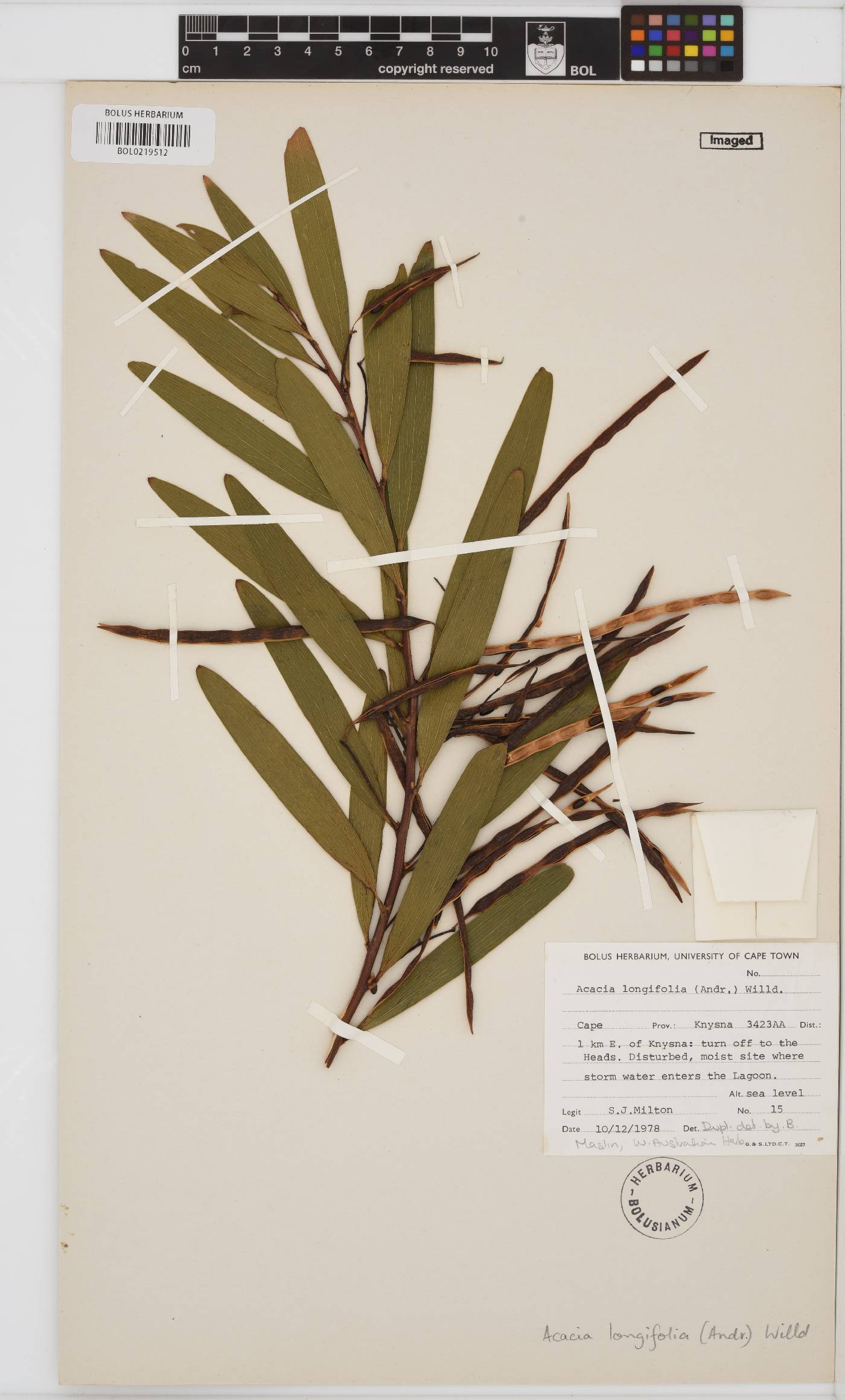 Acacia longifolia image