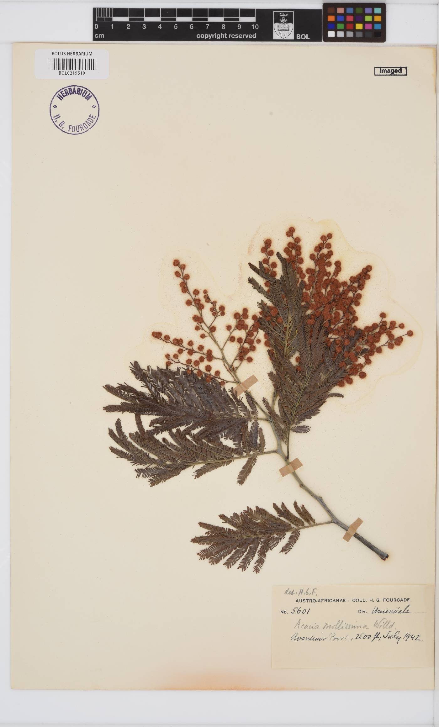 Acacia mearnsii image