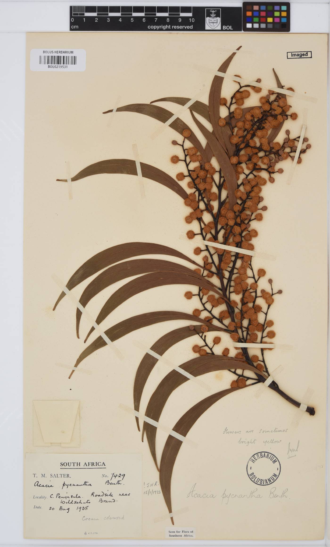 Acacia pycnantha image