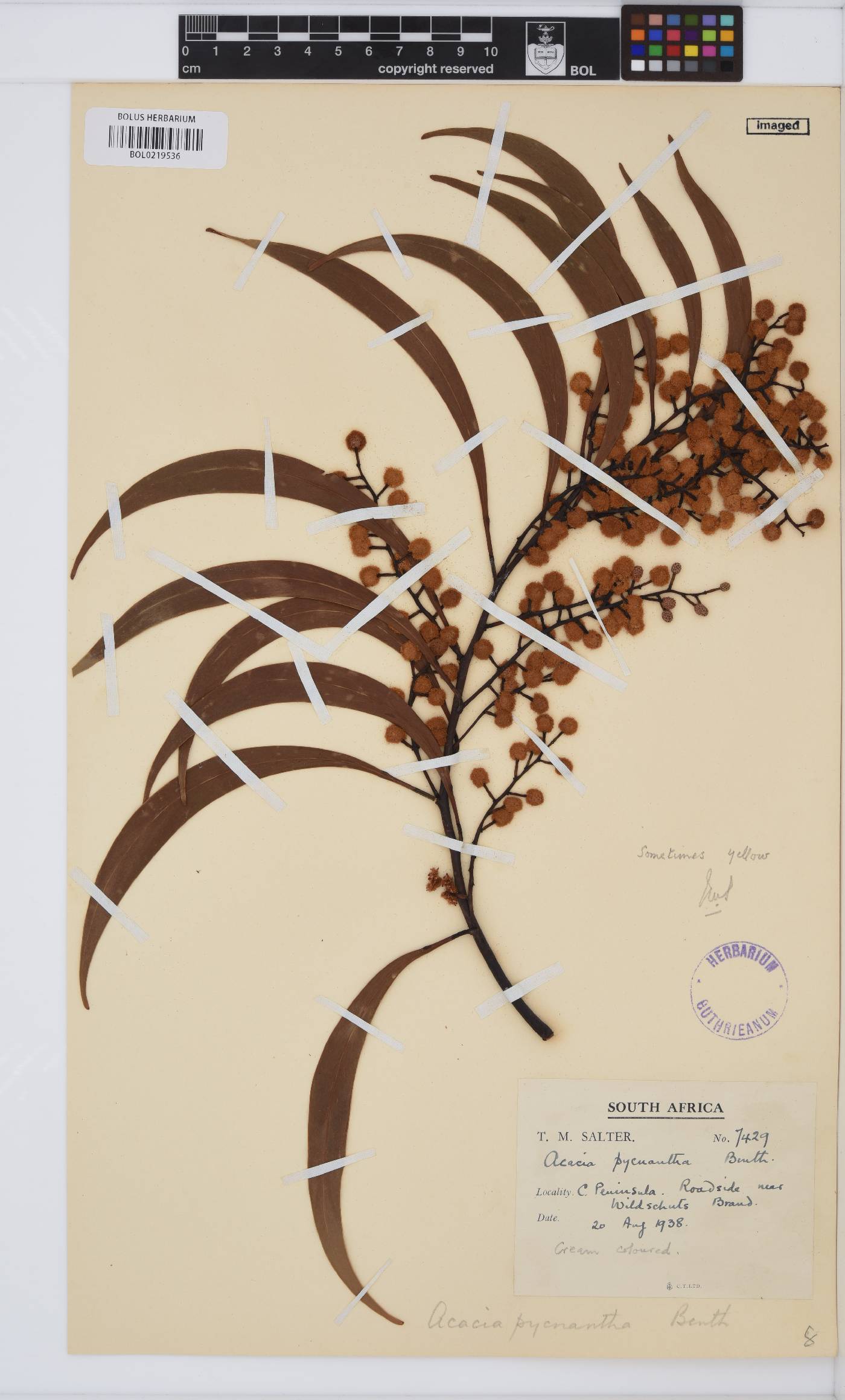 Acacia pycnantha image
