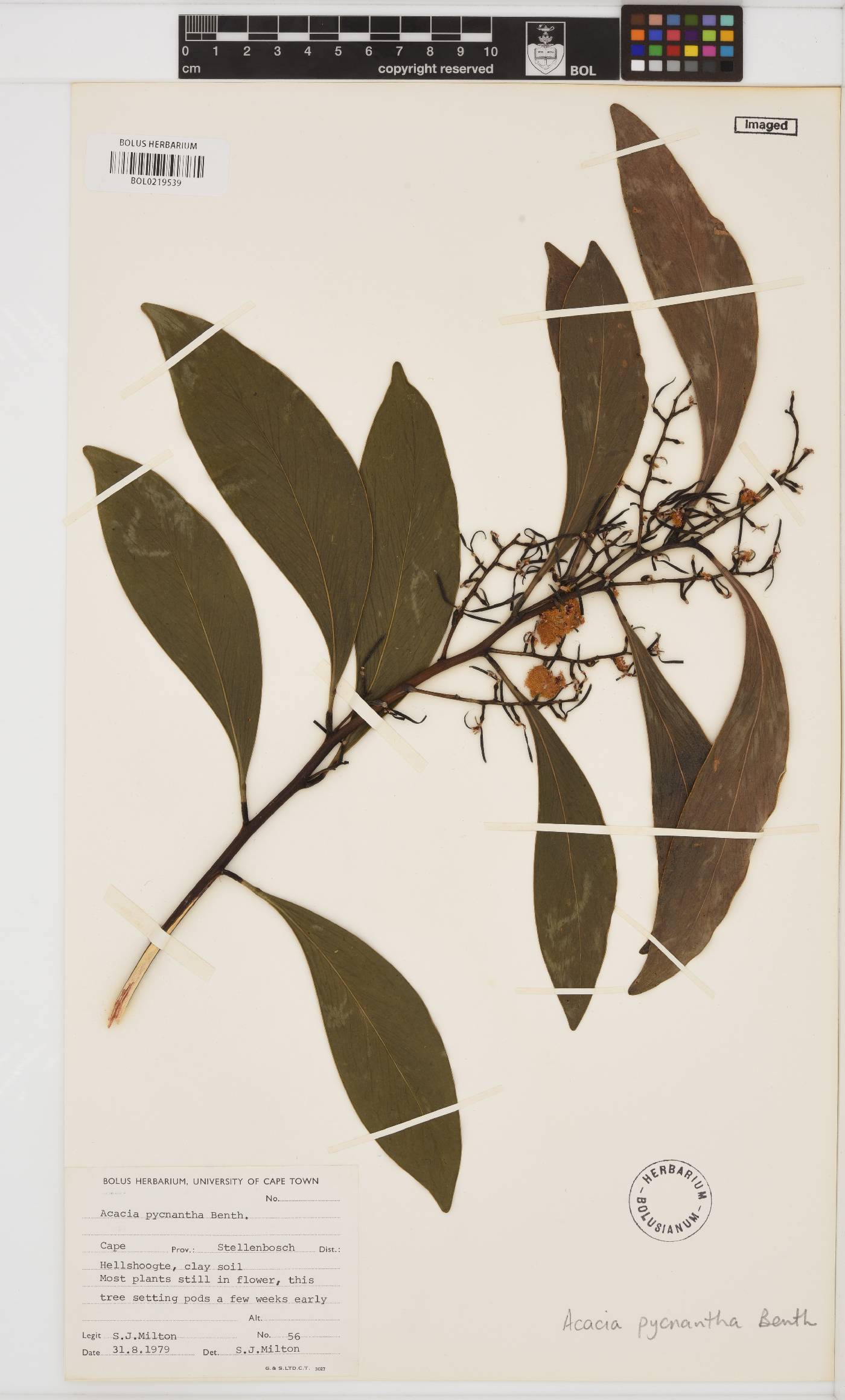 Acacia pycnantha image