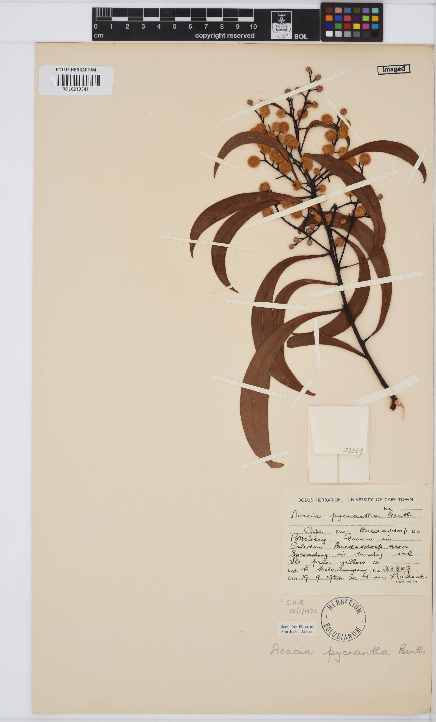 Acacia pycnantha image