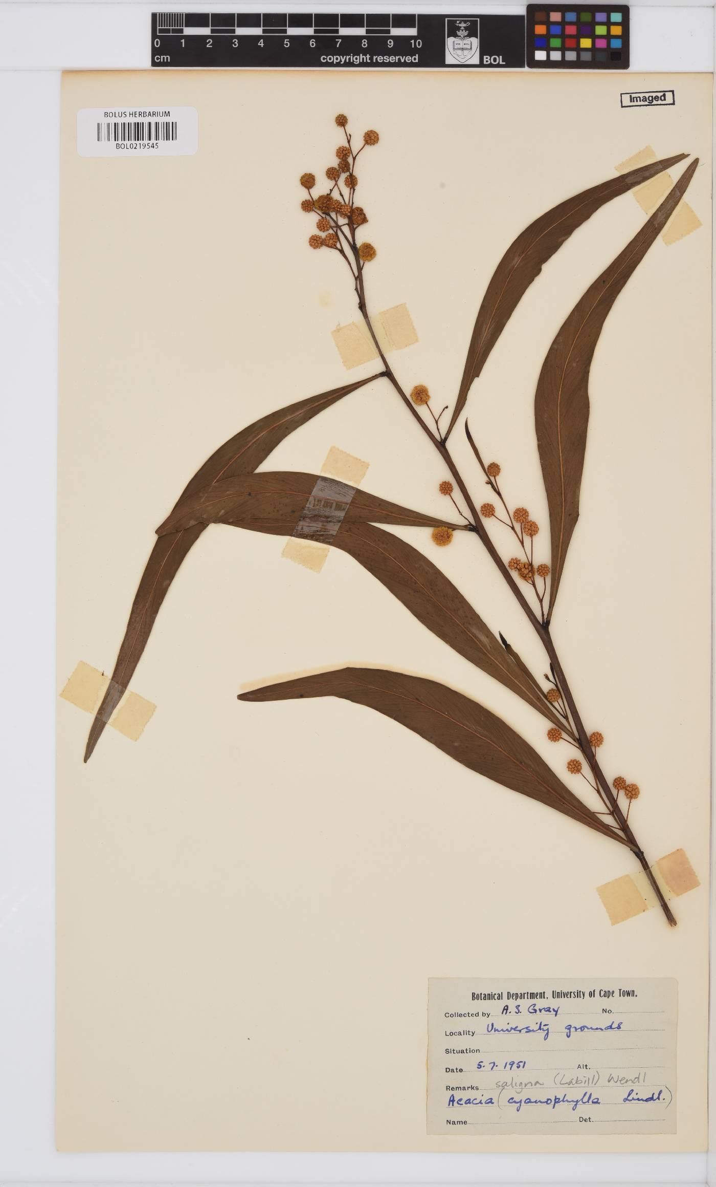 Acacia saligna image