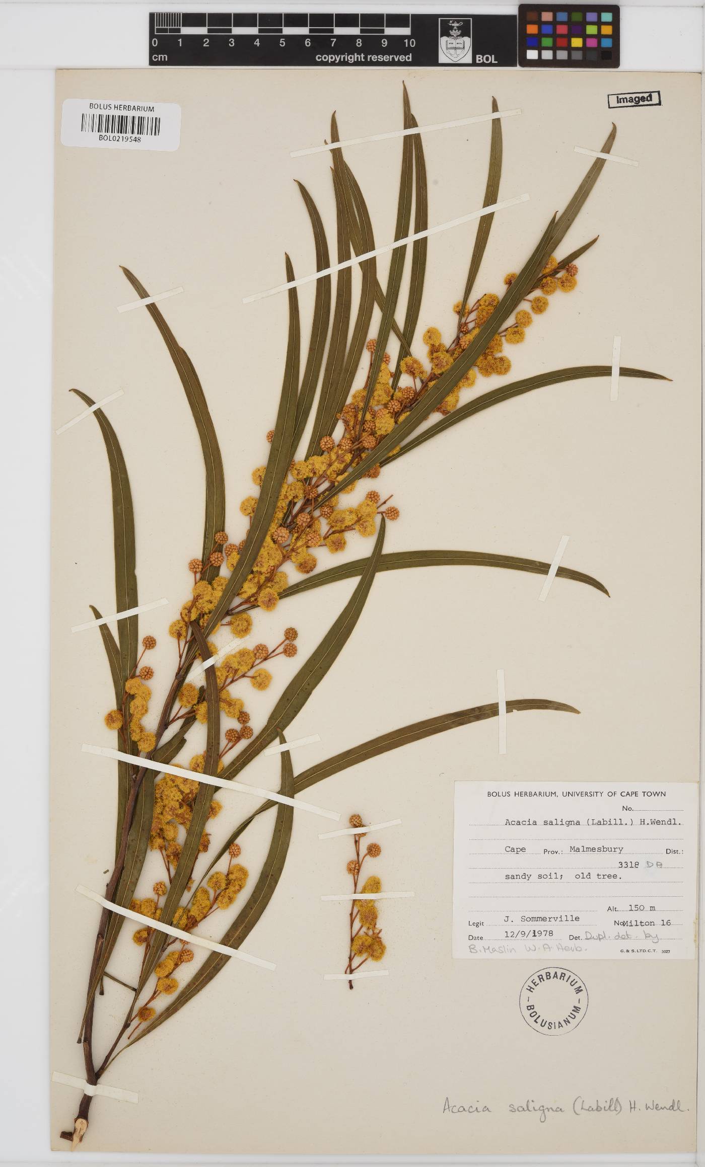 Acacia saligna image