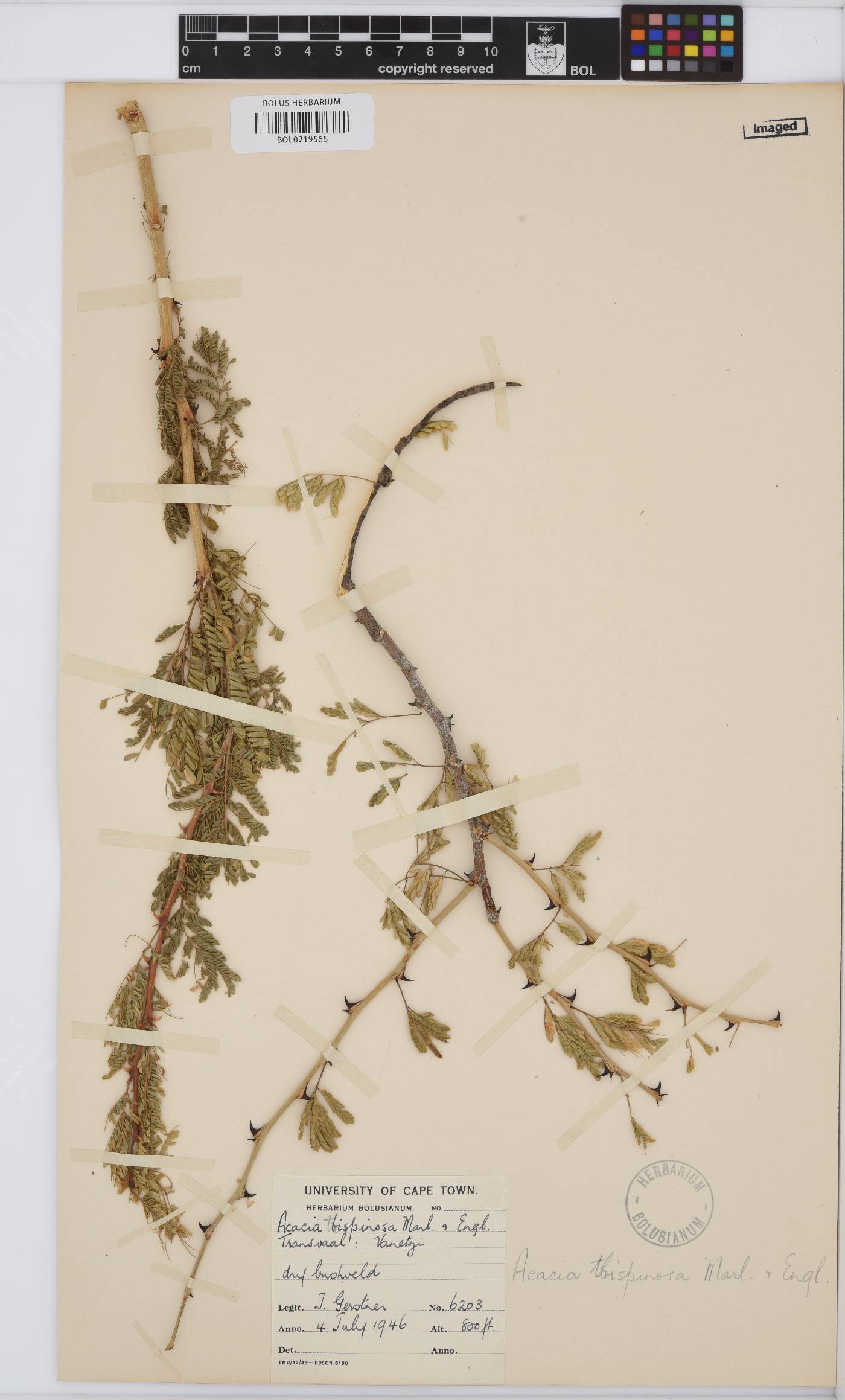 Acacia image