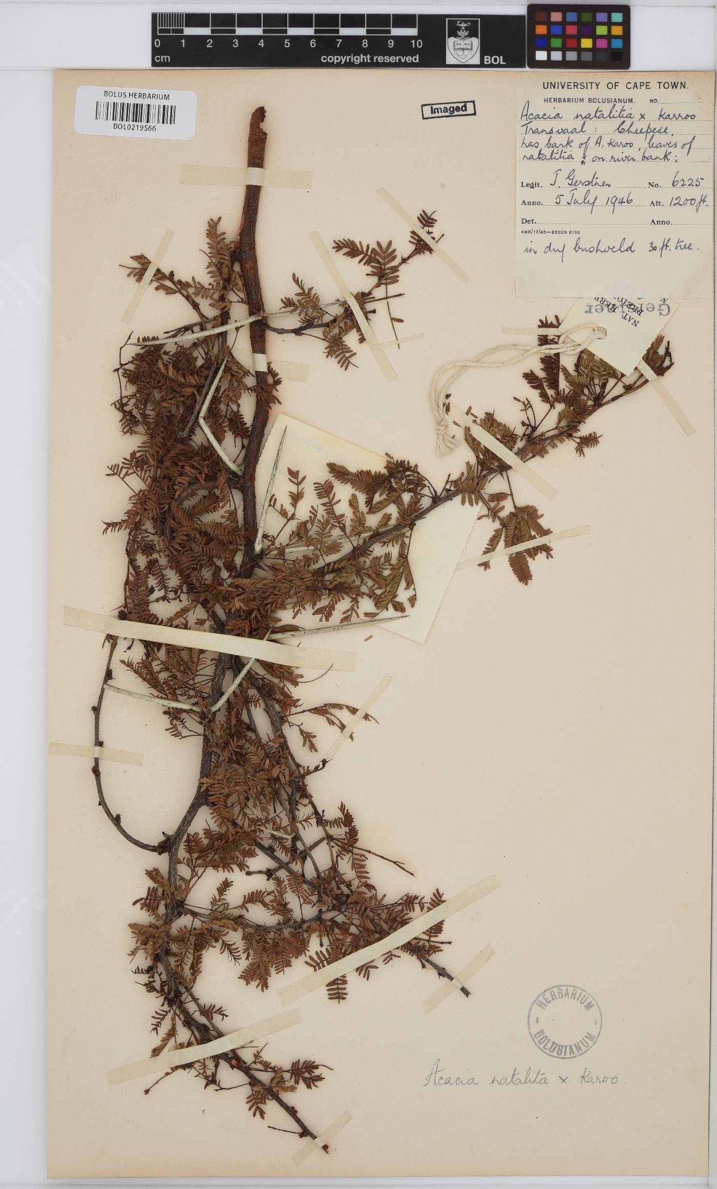 Acacia image