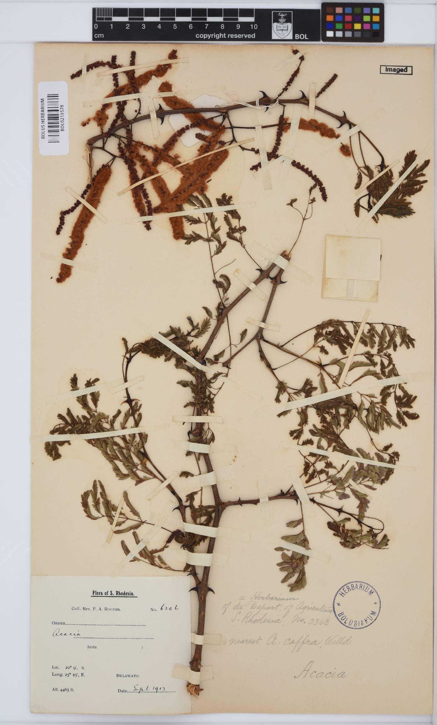 Acacia image
