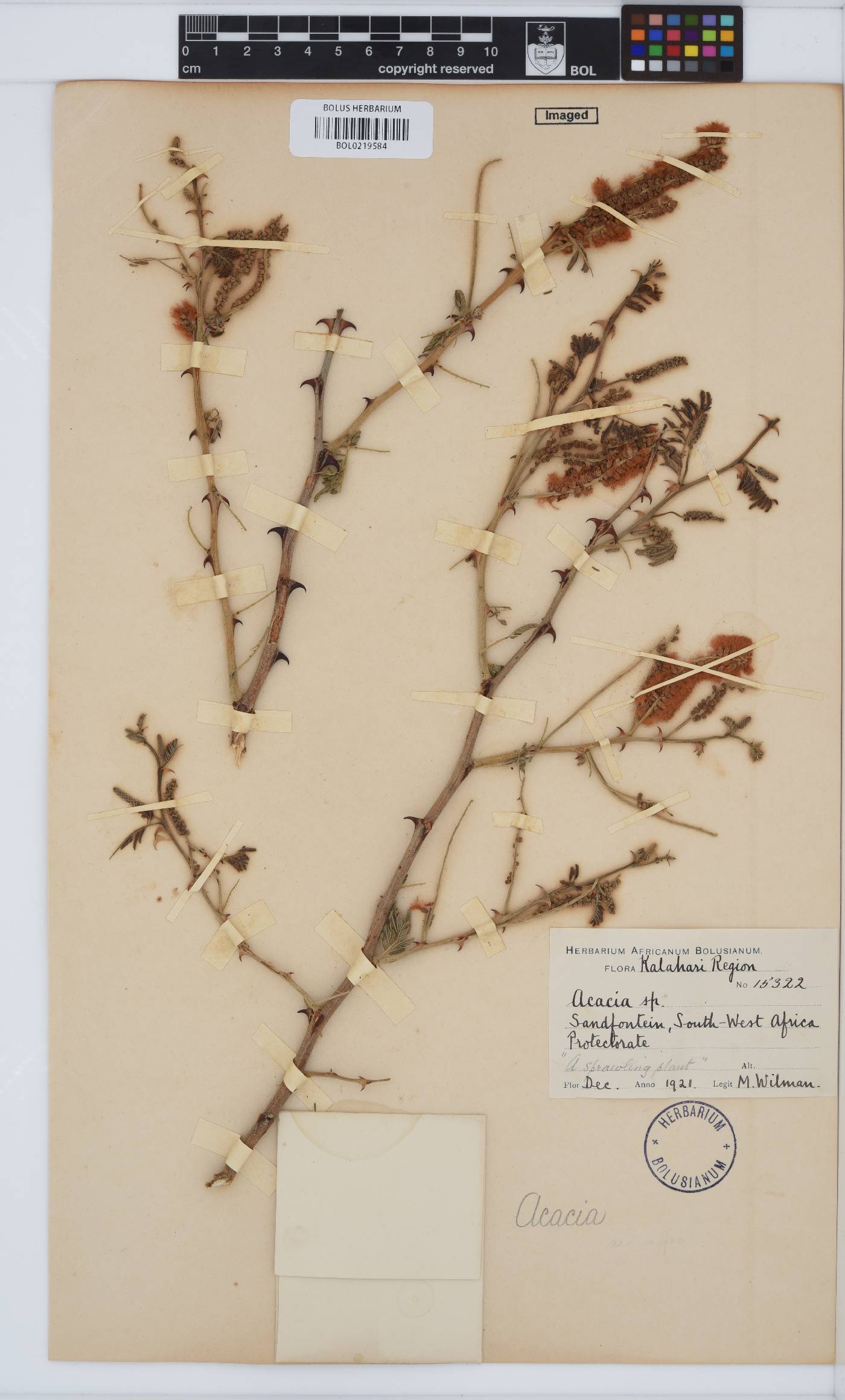 Acacia image