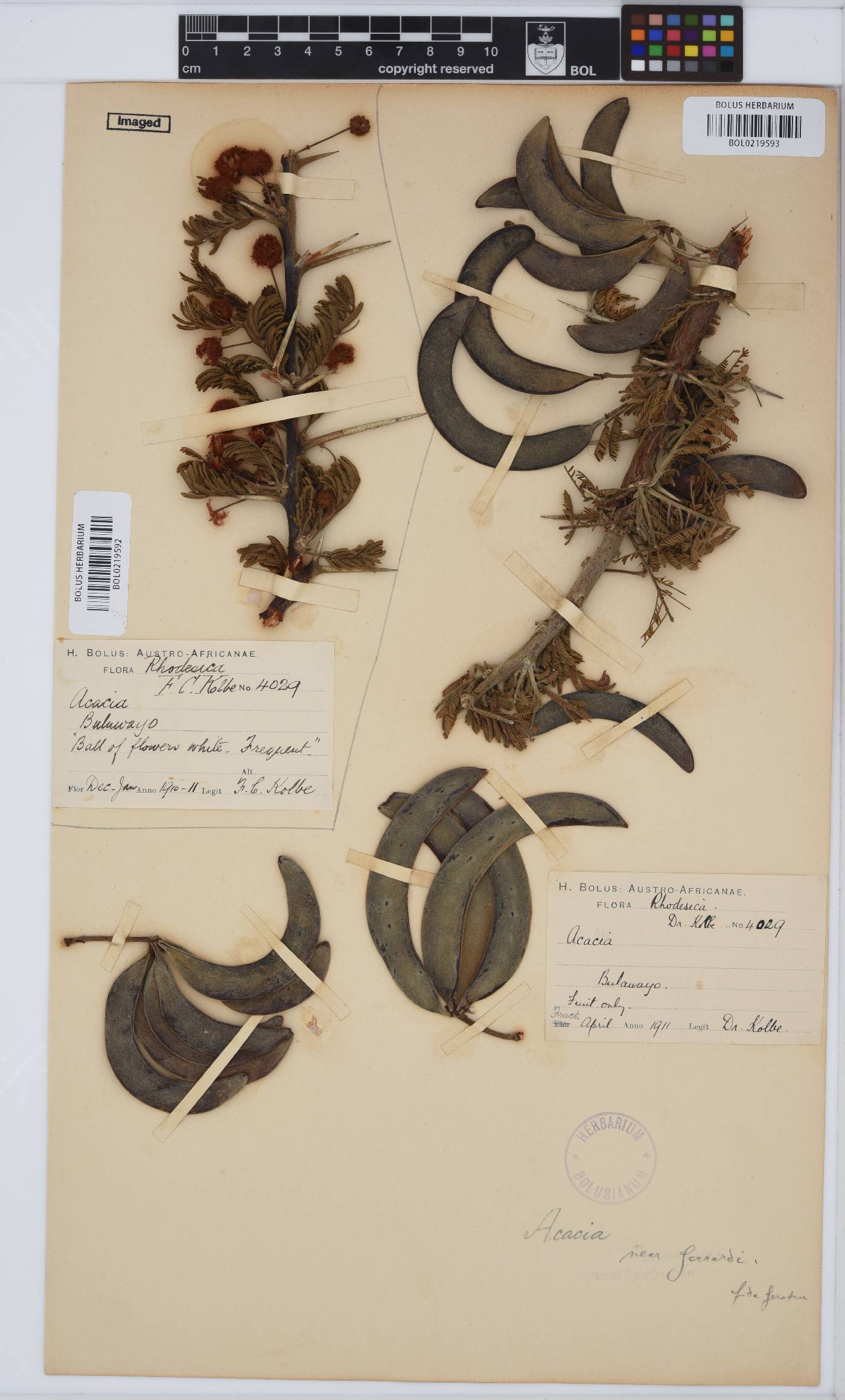 Acacia image