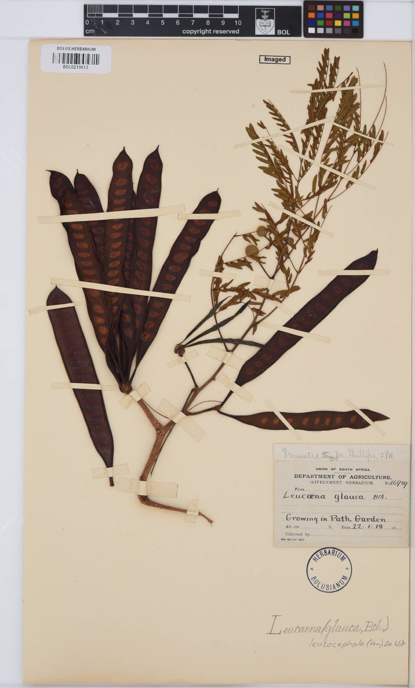 Leucaena image