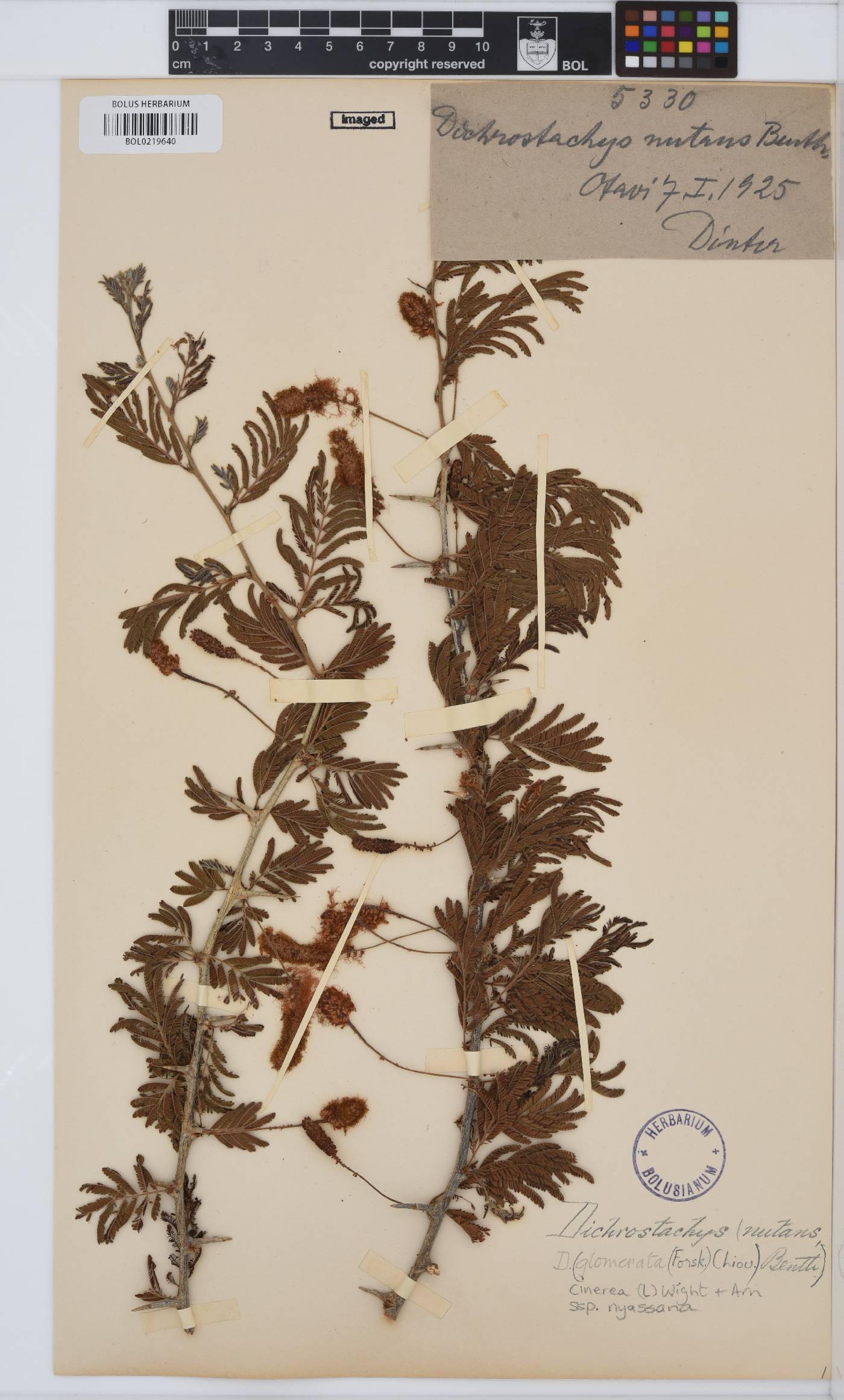 Dichrostachys cinerea image