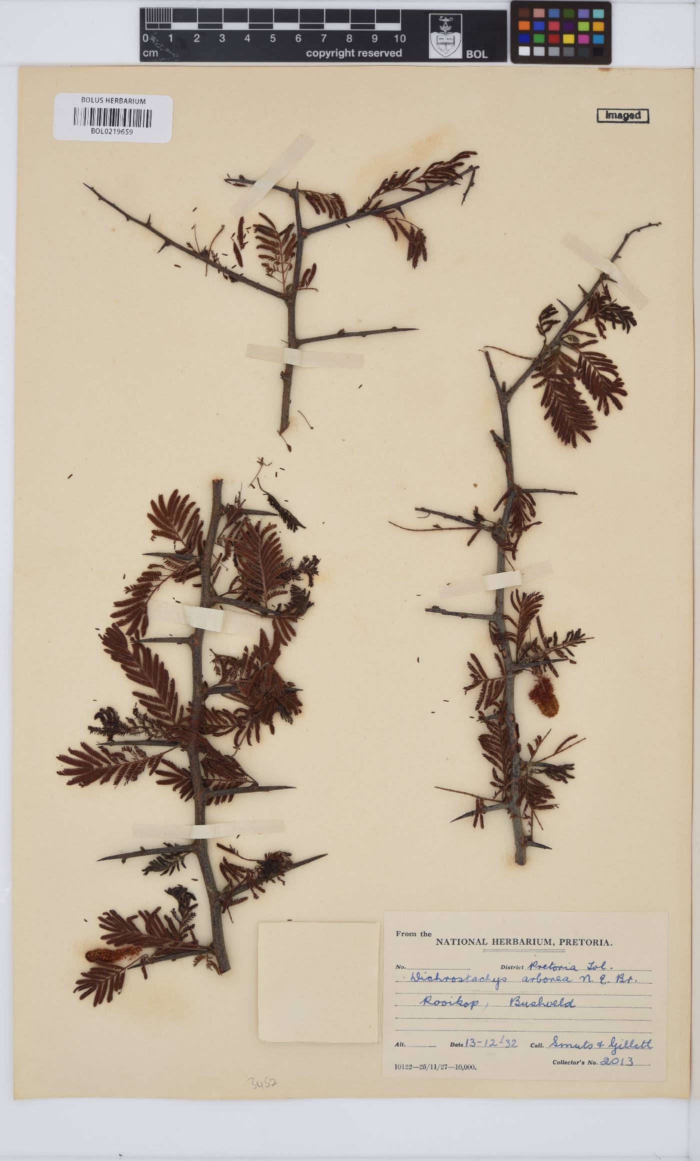 Dichrostachys cinerea subsp. africana image