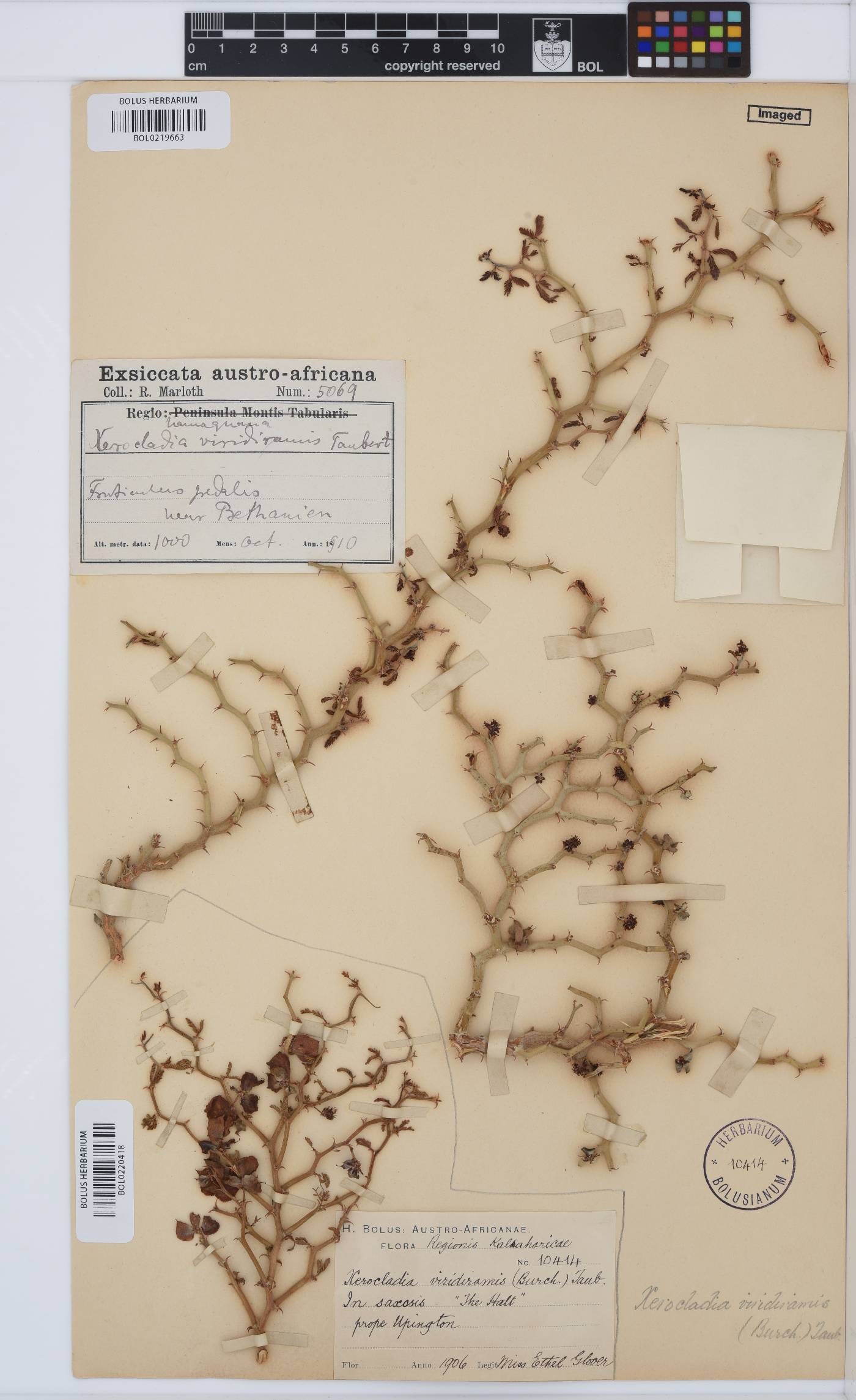 Xerocladia viridiramis image