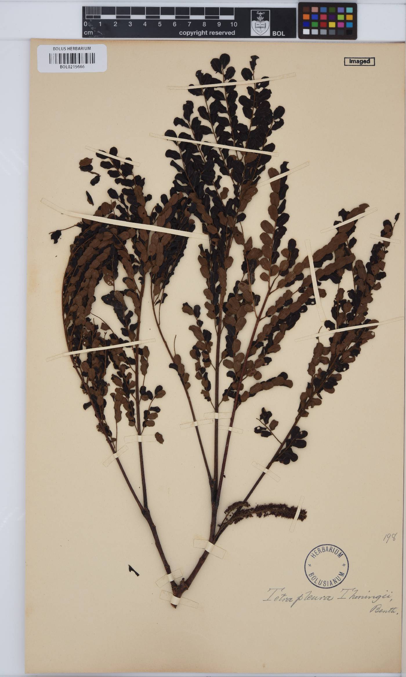 Tetrapleura tetraptera image