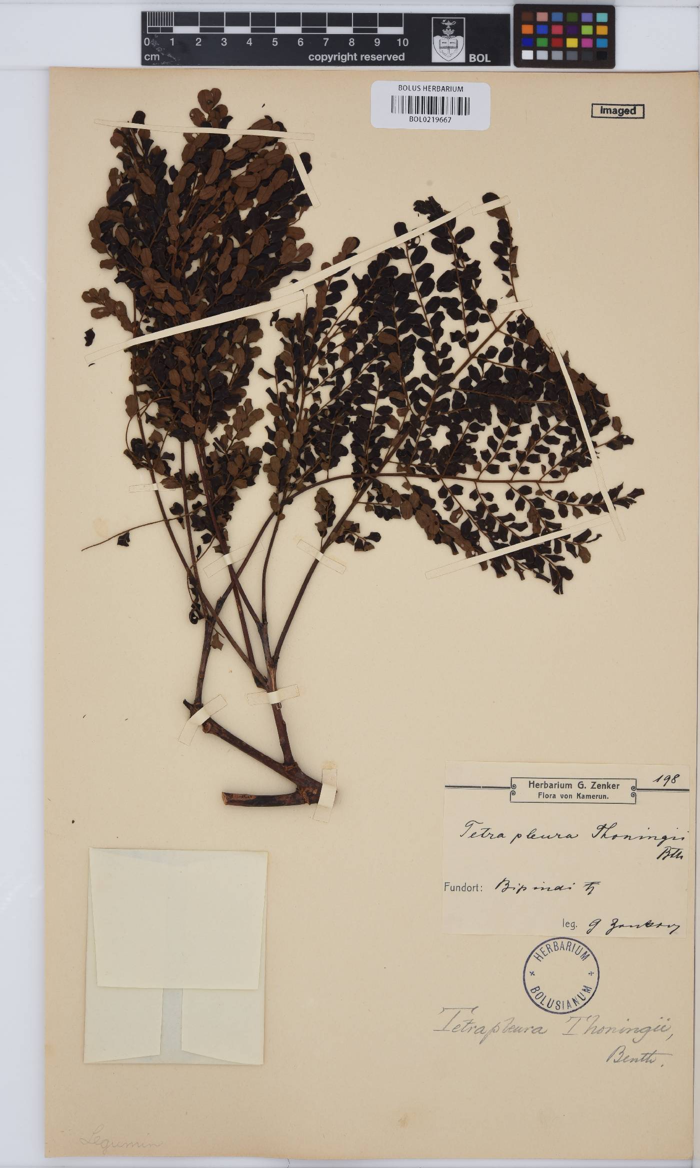 Tetrapleura tetraptera image
