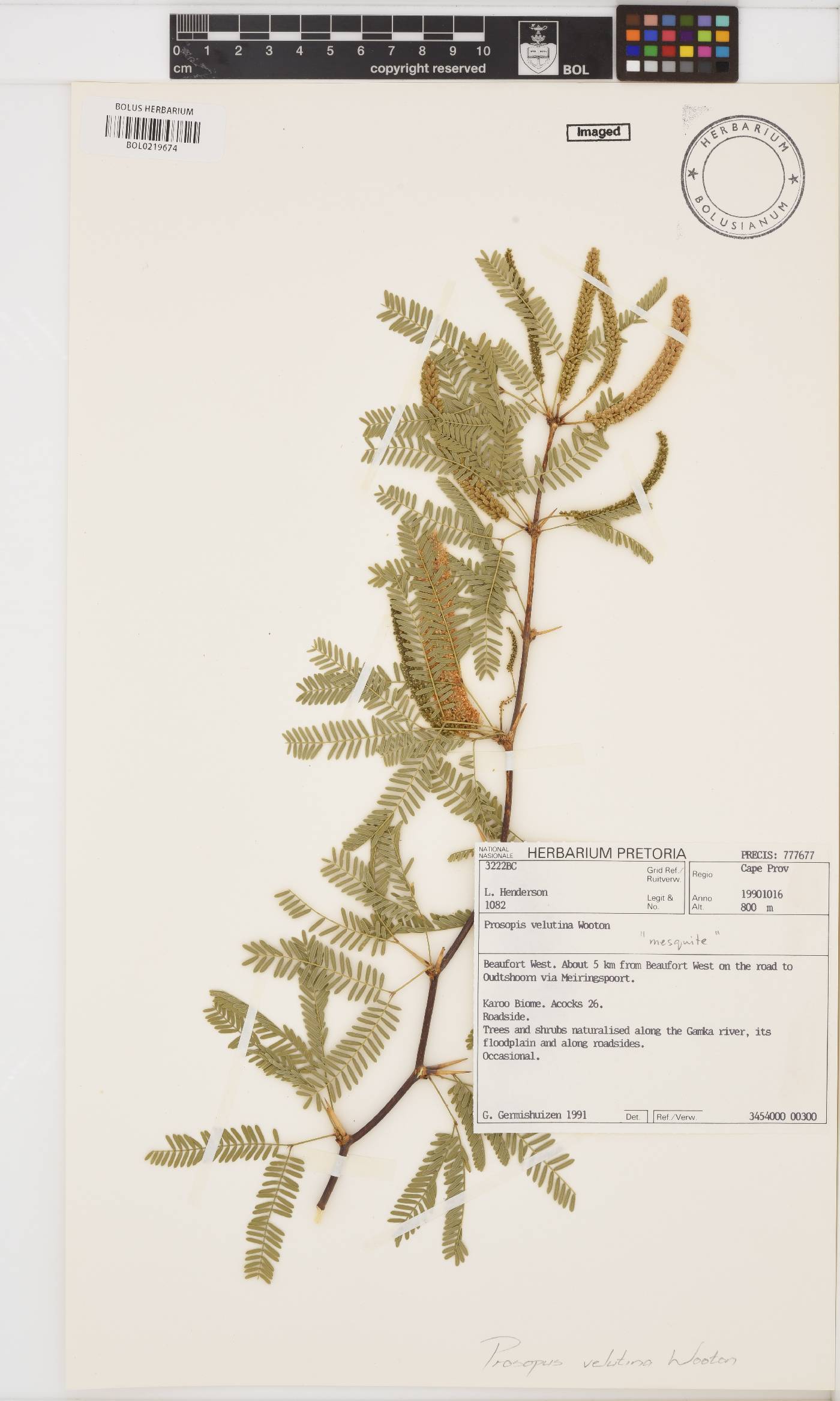 Prosopis velutina image