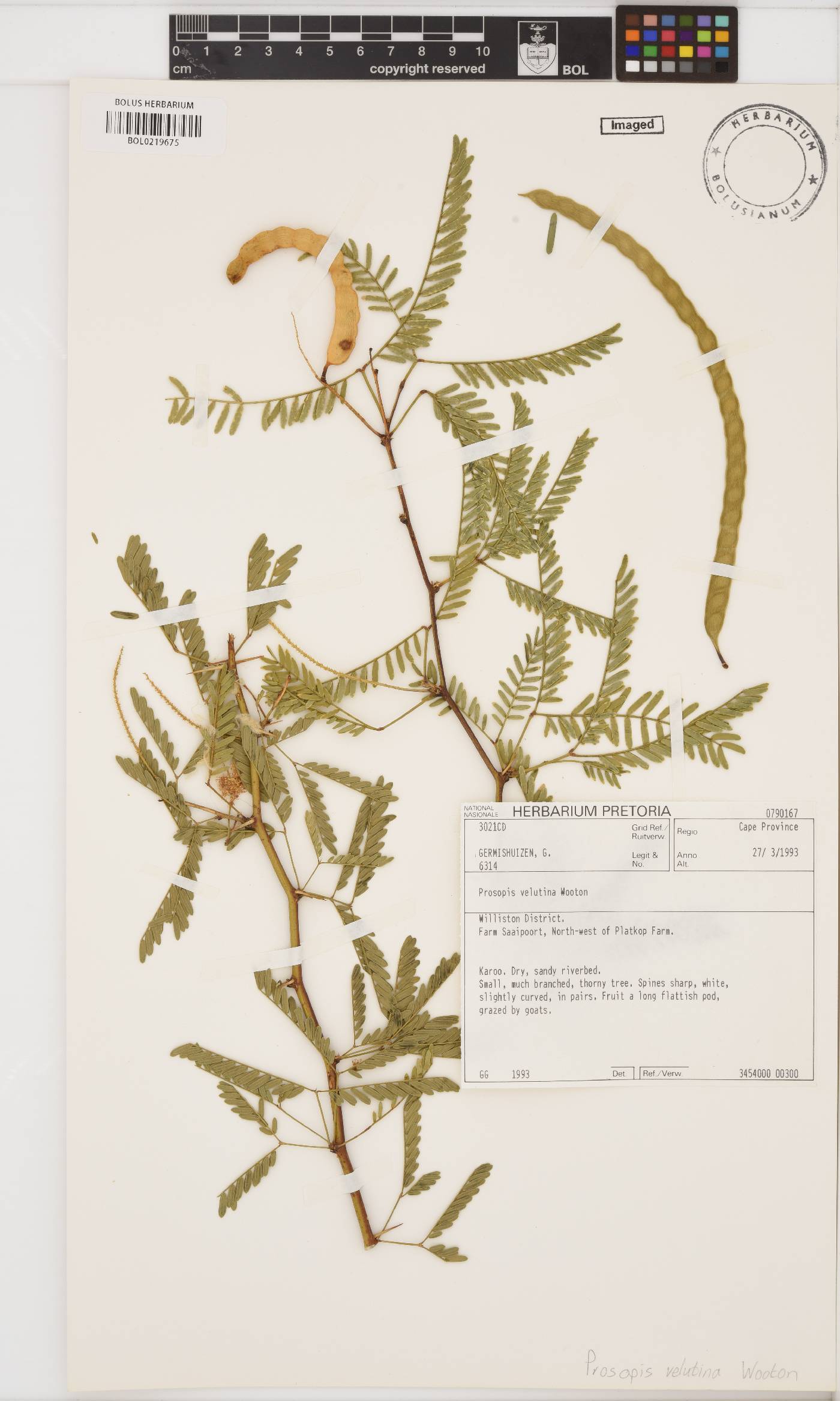 Prosopis velutina image