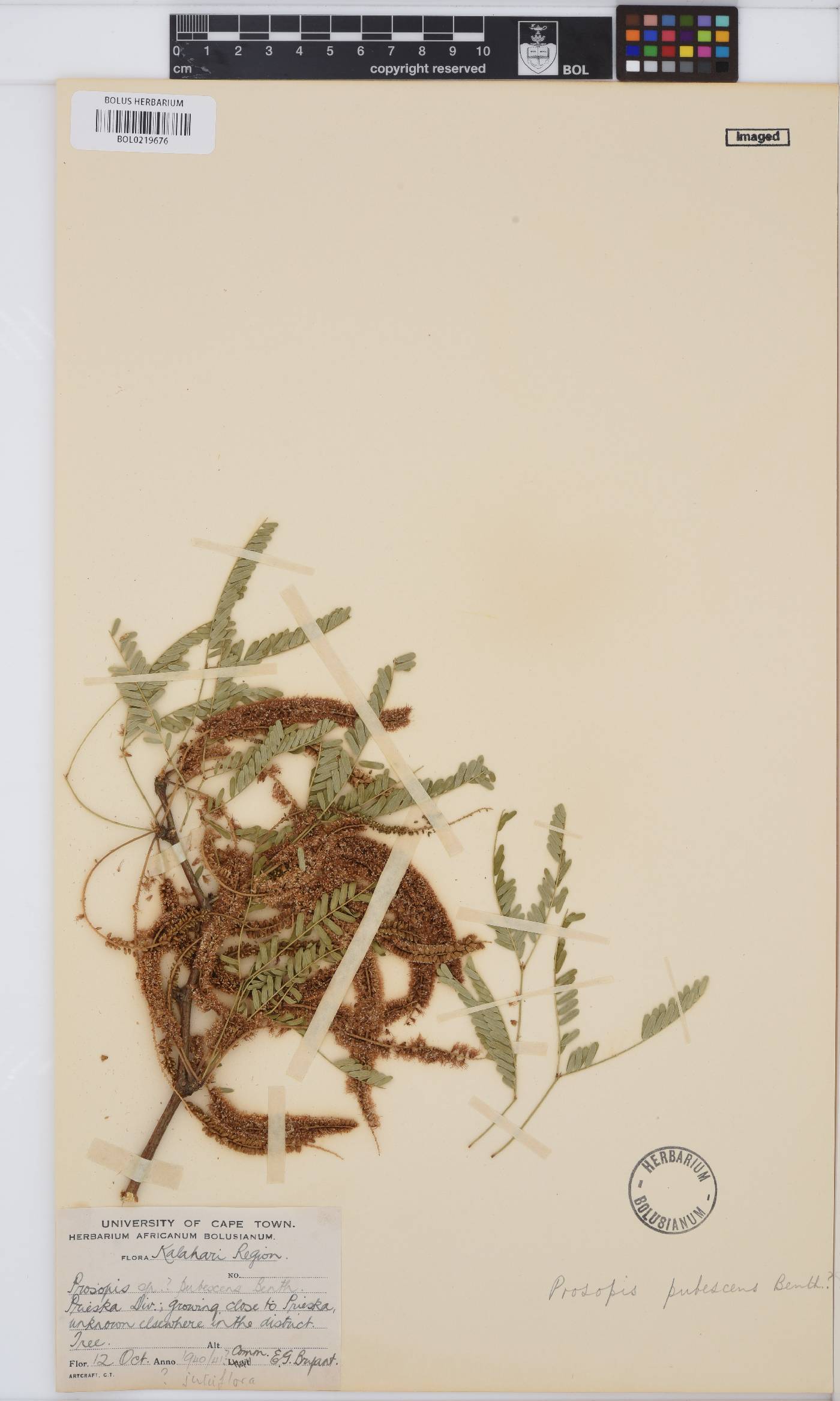 Prosopis pubescens image