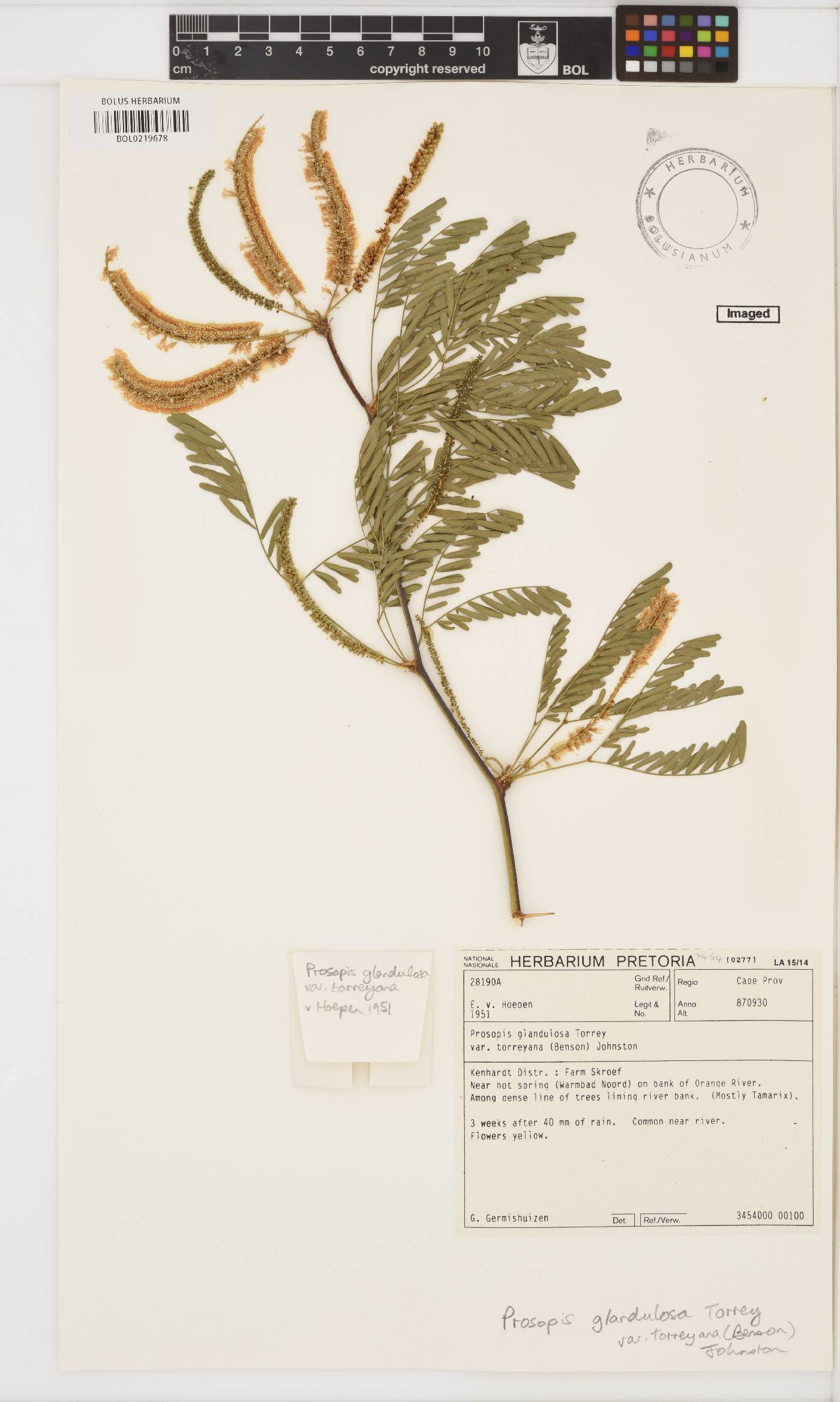 Prosopis glandulosa var. torreyana image