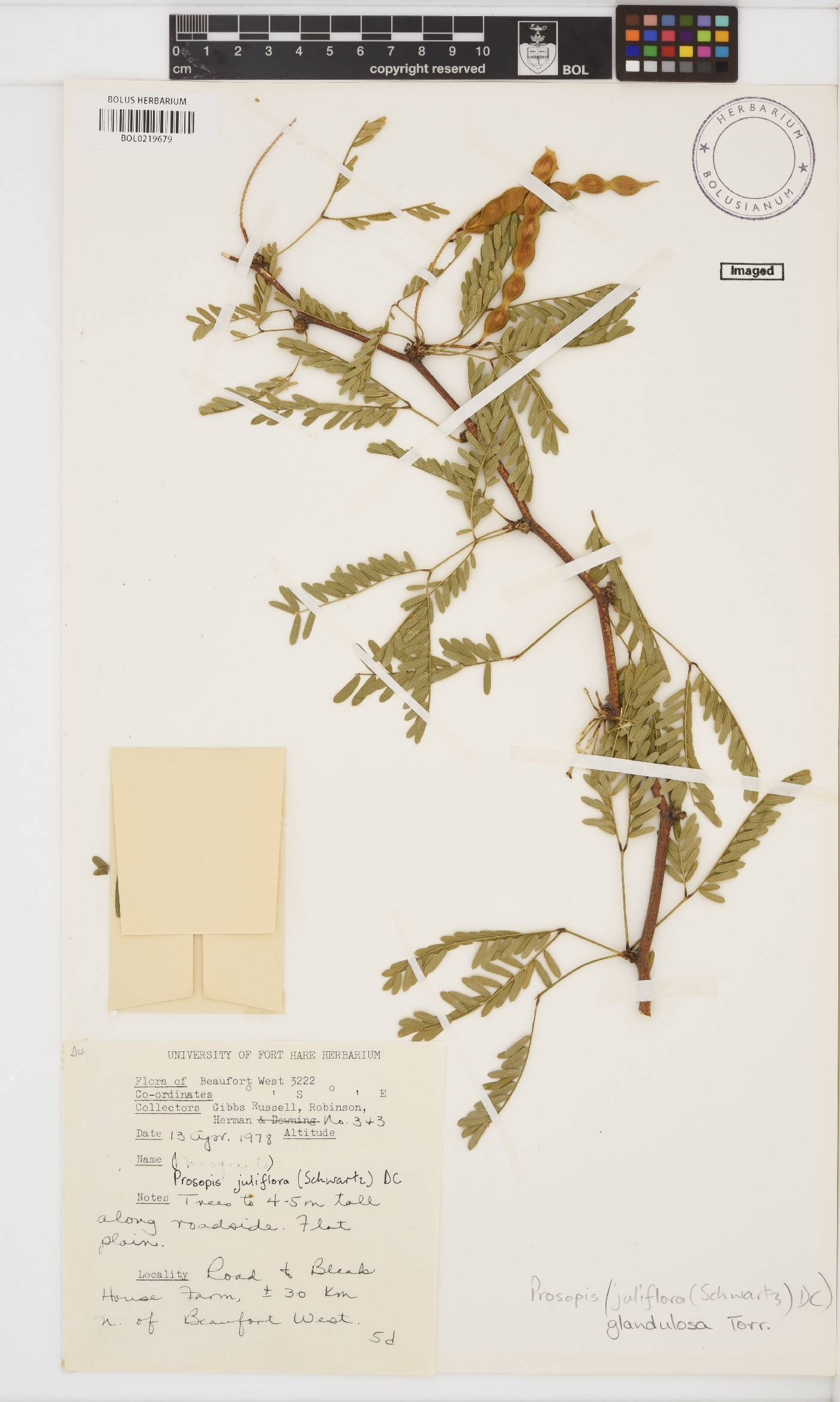 Prosopis glandulosa image