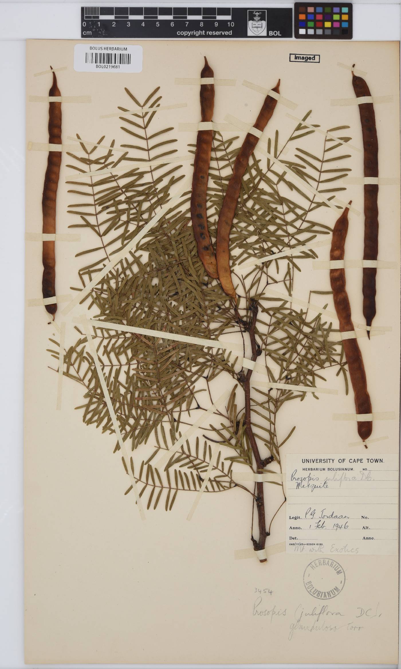 Prosopis glandulosa image