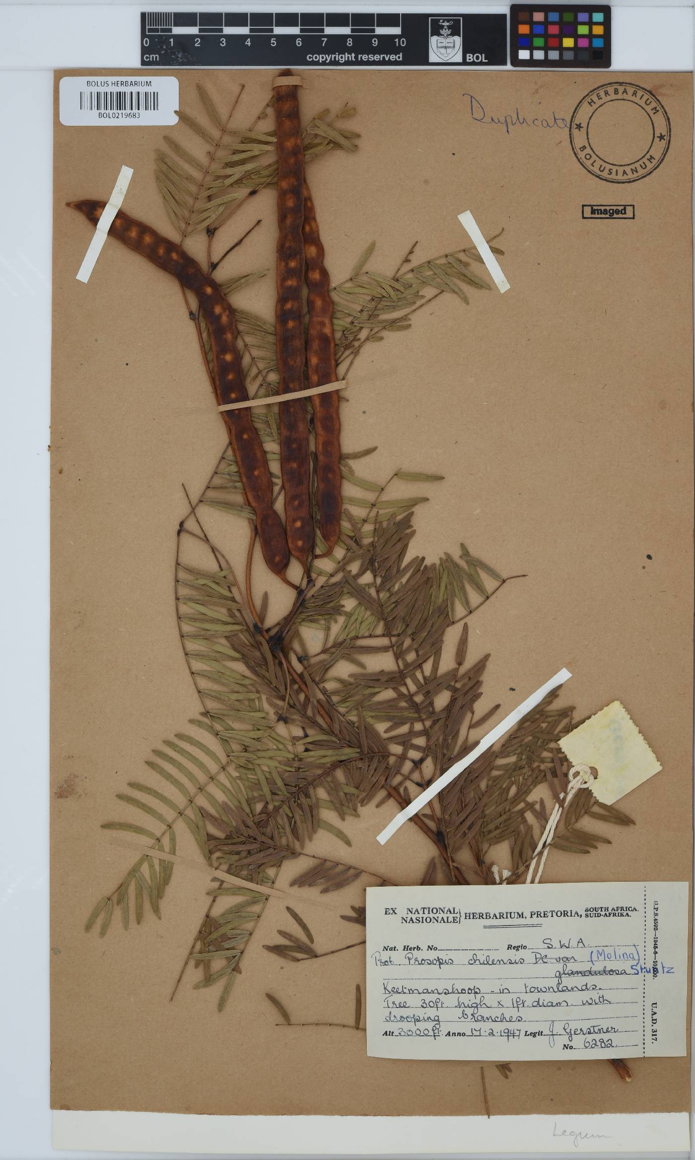 Prosopis chilensis image