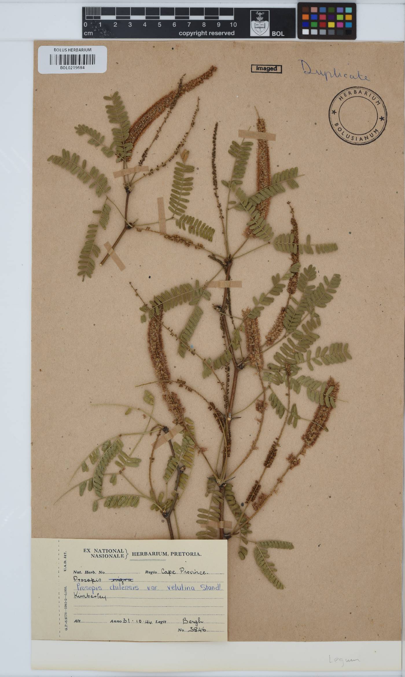 Prosopis chilensis image