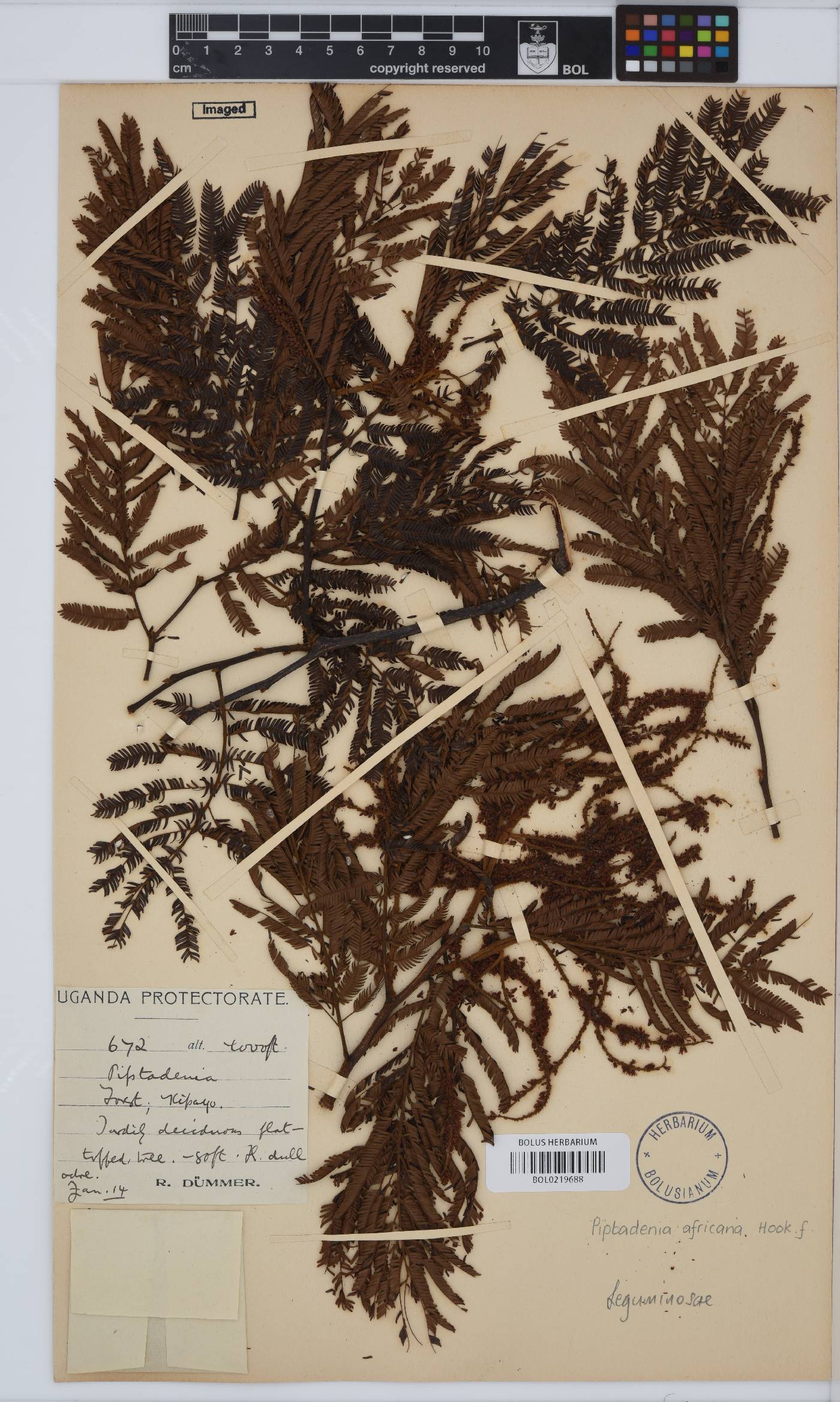 Piptadeniastrum image