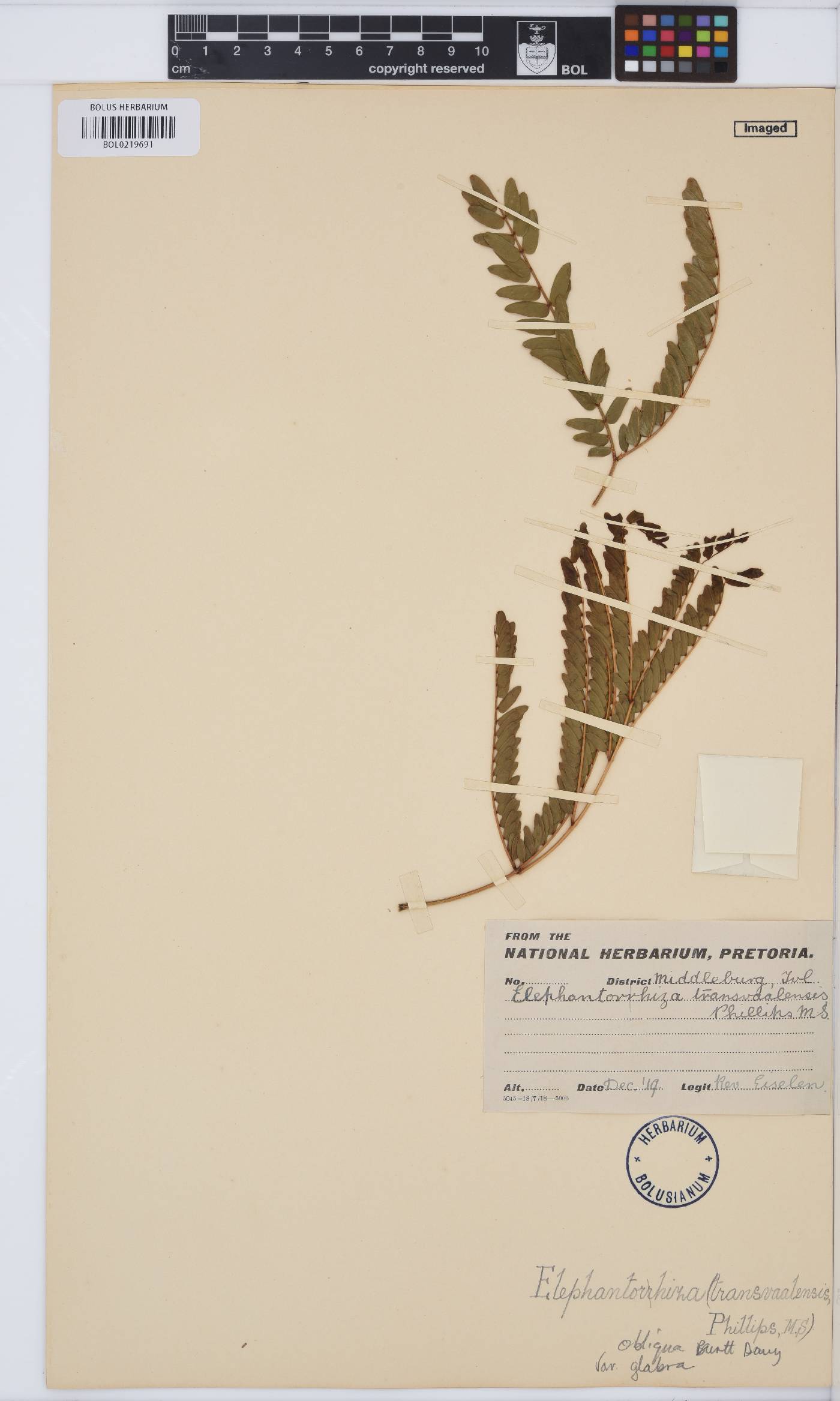 Elephantorrhiza obliqua var. glabra image